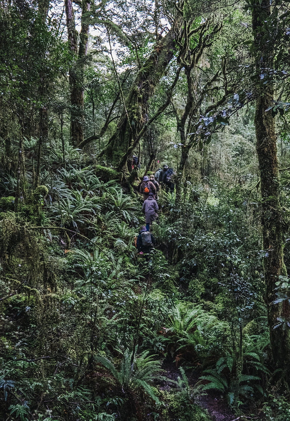 The crew heads deep into the Fiordland bush on the trail of wapiti. Photo / Johnny Hendrikus