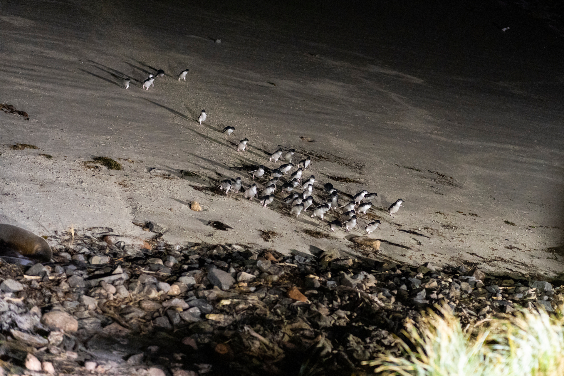 The birds take their nightly walk along the beach. Photo / Jodie Gibson