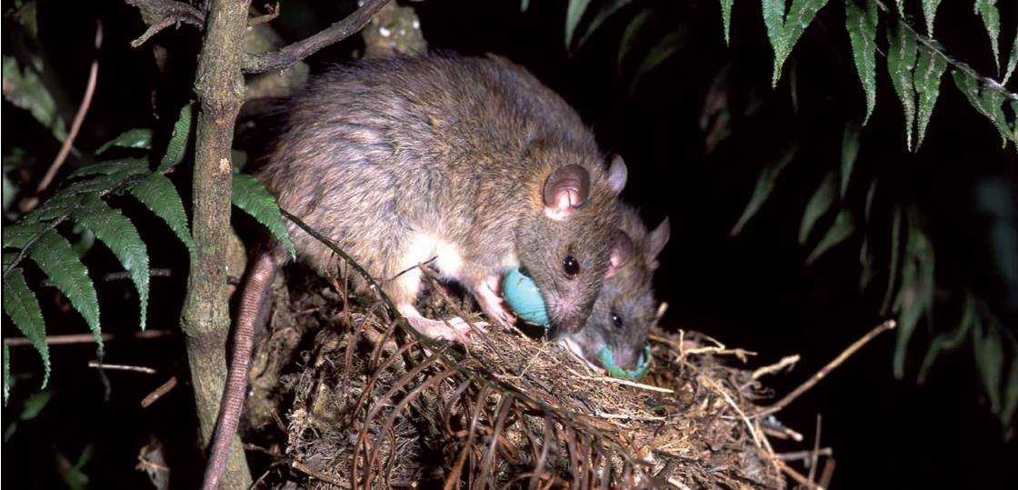 New Zealand's dream to be pest-free by 2050 will remain just that - a dream - if new technology like genetic tools aren't thrown into the fight, scientists warn. Photo / Supplied