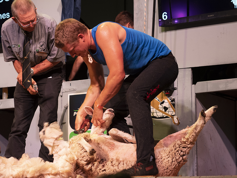 Marlborough shearer Angus Moore in 2020, in the second of his three National Shearing Circuit final wins. Photo / Pete Nikolaison