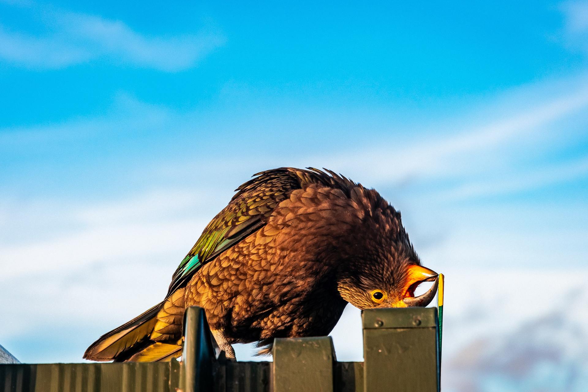 Anyone keen on voting for a Kea? Photo / Sebastian Goldberg, Unsplash