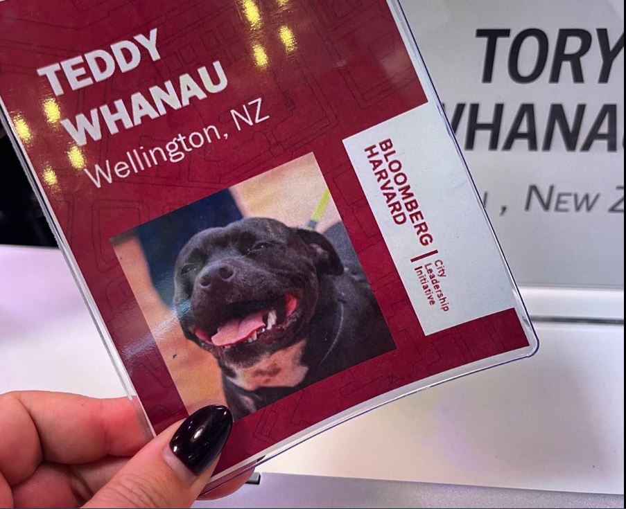 Wellington mayor Tory Whanau's dog Teddy has been made a special ID card by the Bloomberg Harvard City Leadership Initiative in New York. Photo / Tory Whanau