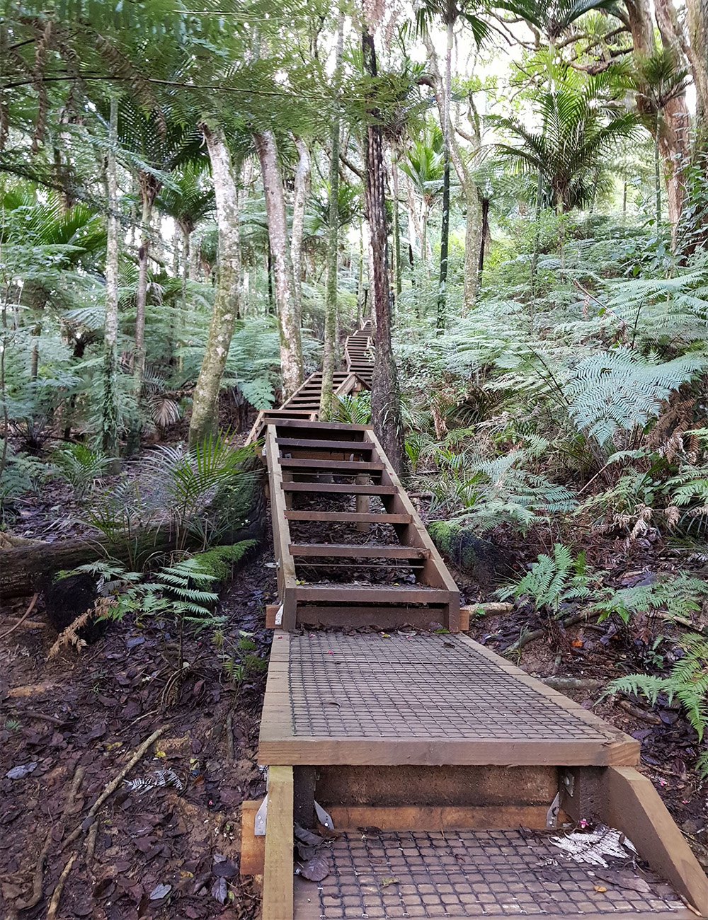 The track at Te Nikau Pā. Photo / Ashleigh Cometti