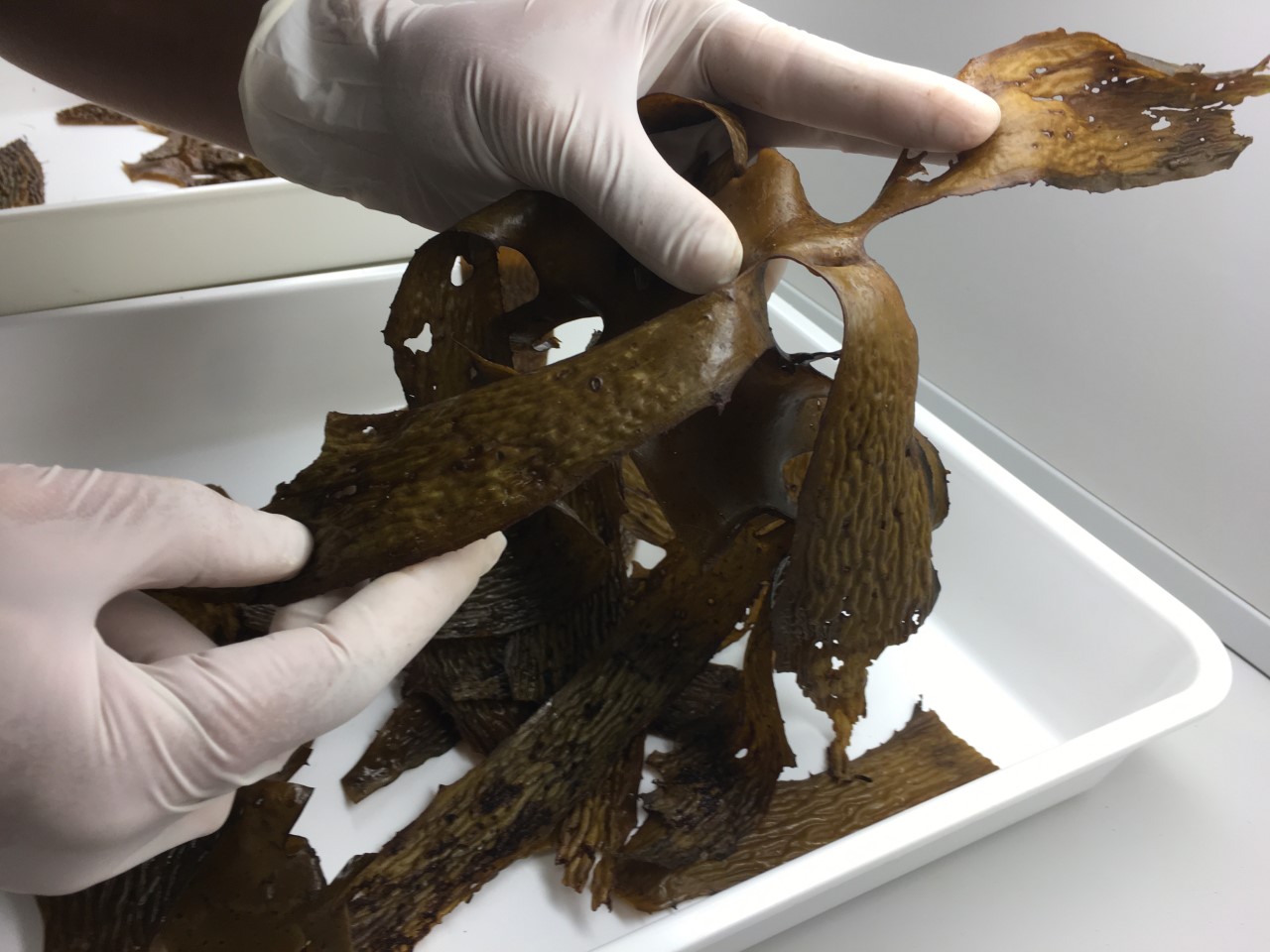 The reproductive tissue is collected from beach-cast ecklonia after storms. Photo / Supplied