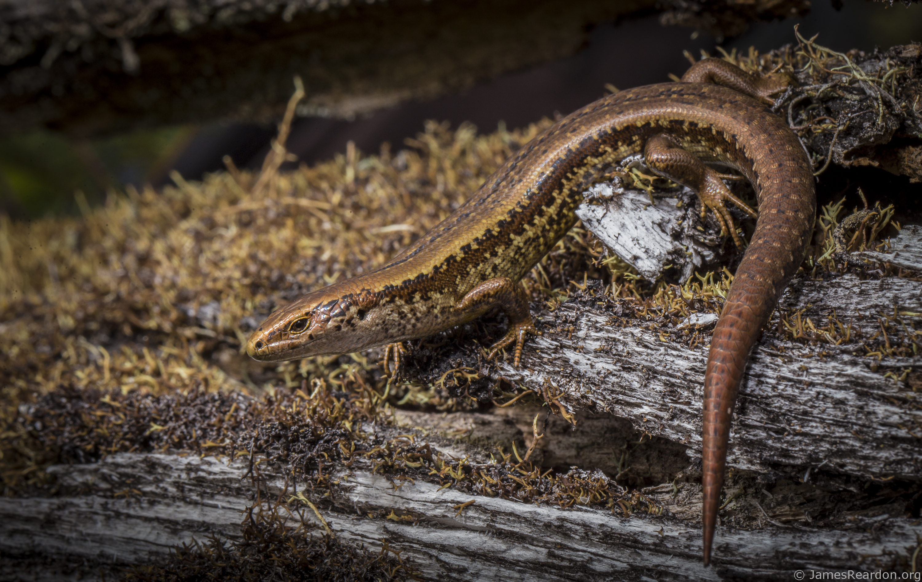 The Alborn skink is threatened by mice and other predators. Photo / James Reardon