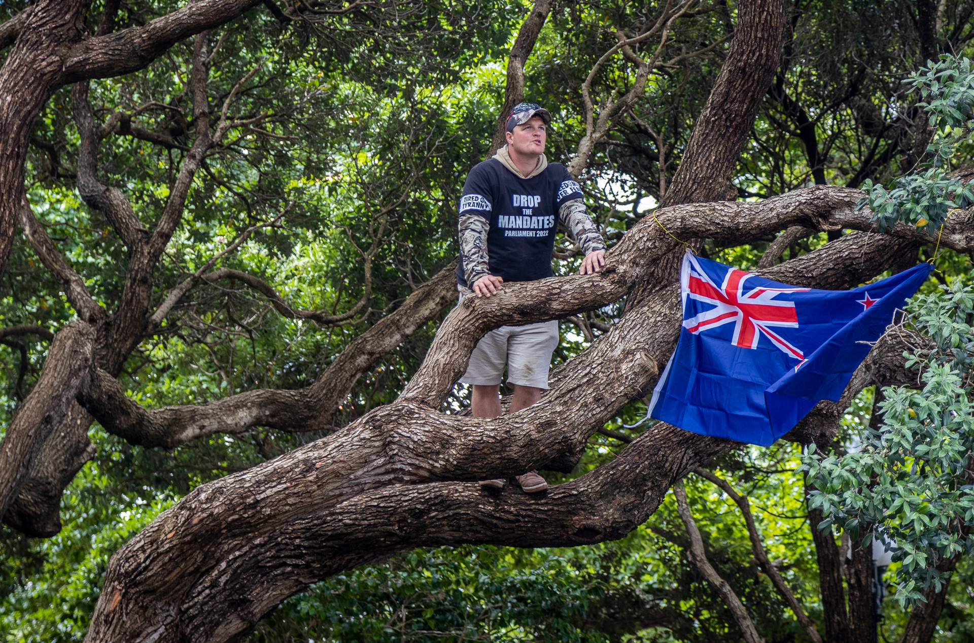 Some protesters have taken to the trees on Parliament grounds. Photo / Mike Scott 
