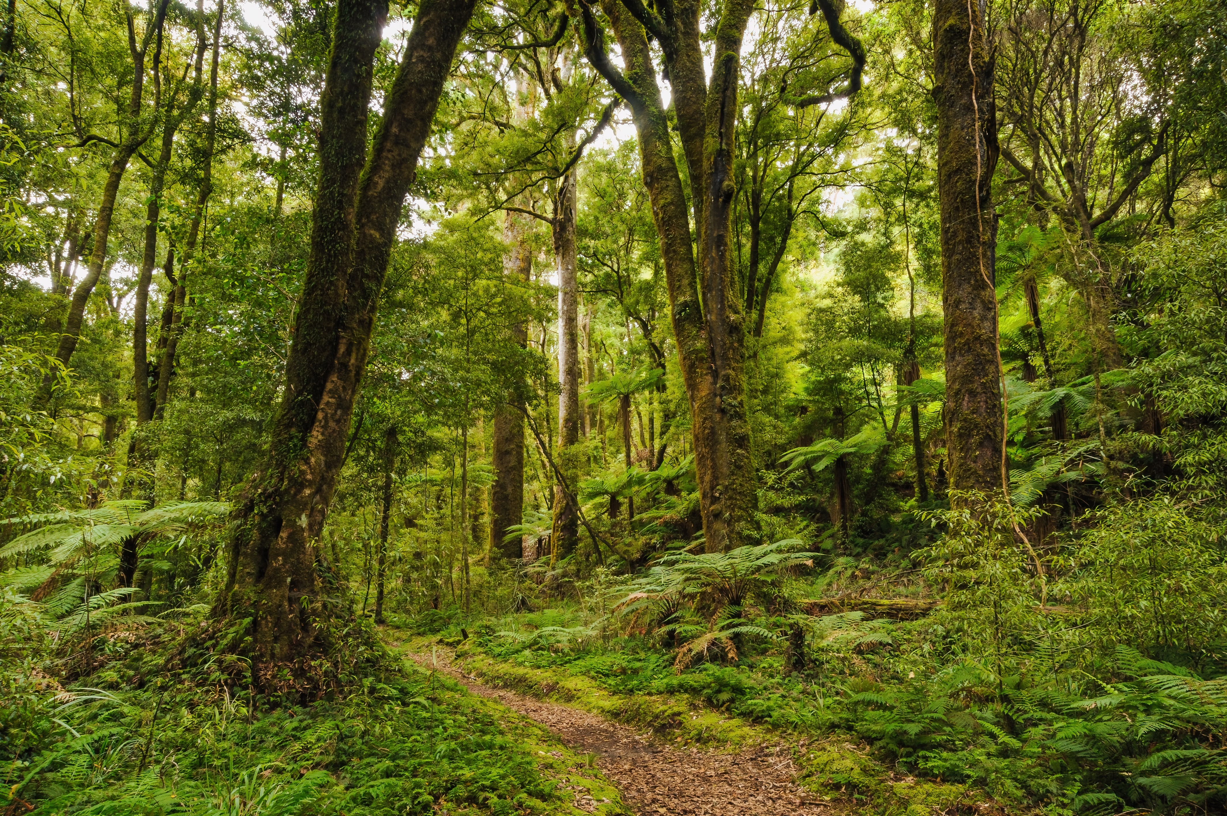 Forest beside Central Whirinaki track, Whirinaki Valley, Whirinaki Te Pua-a-Tane CP, Bay of Plenty. Photo / Supplied
