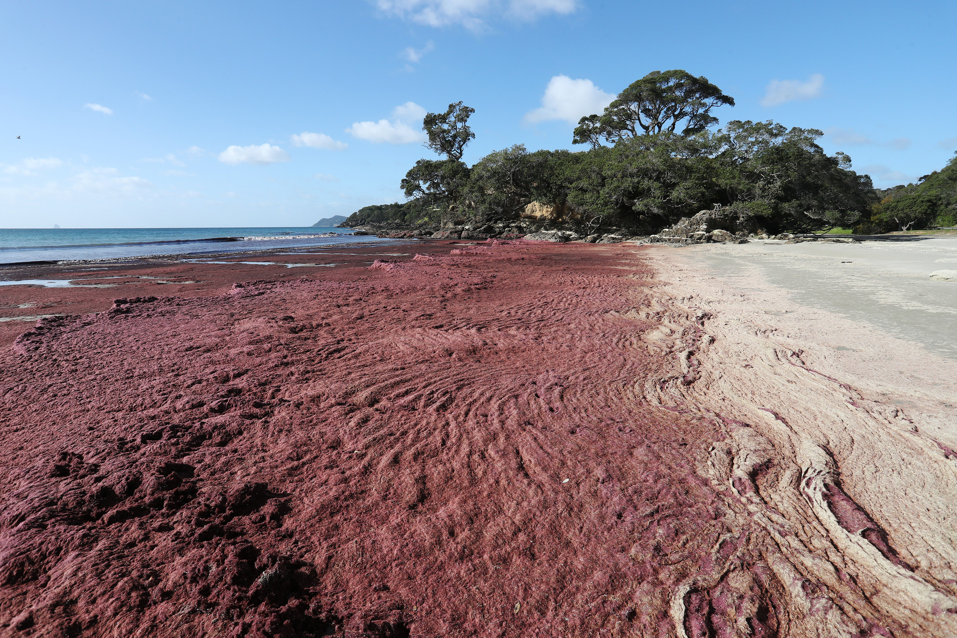 A NIWA report concluded natural processes such as local currents, tides, and weather and storm activities likely result in the algae being washed ashore. Photo / Michael Cunningham