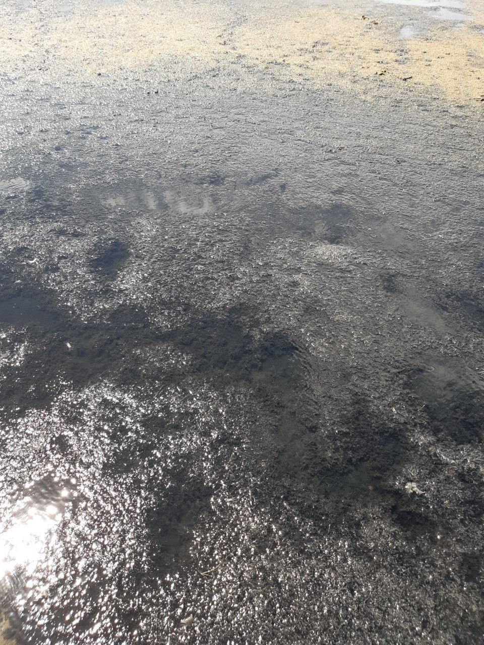 Decaying algal bloom in the southern lagoon of the Waipū river mouth Wildlife Refuge killed off hundreds and thousands of small fish and other marine organisms in March.