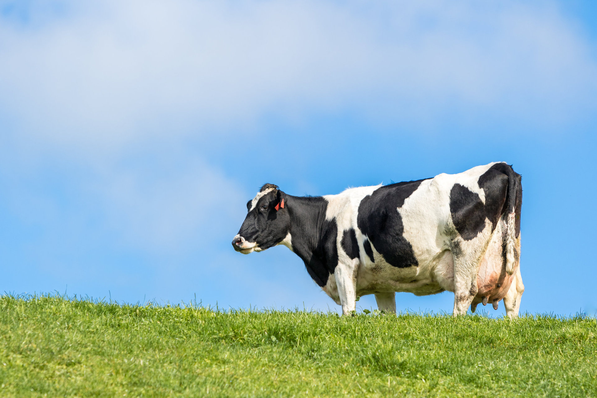 New Zealand is fighting for greater access to Canada's dairy market. Photo / NZME