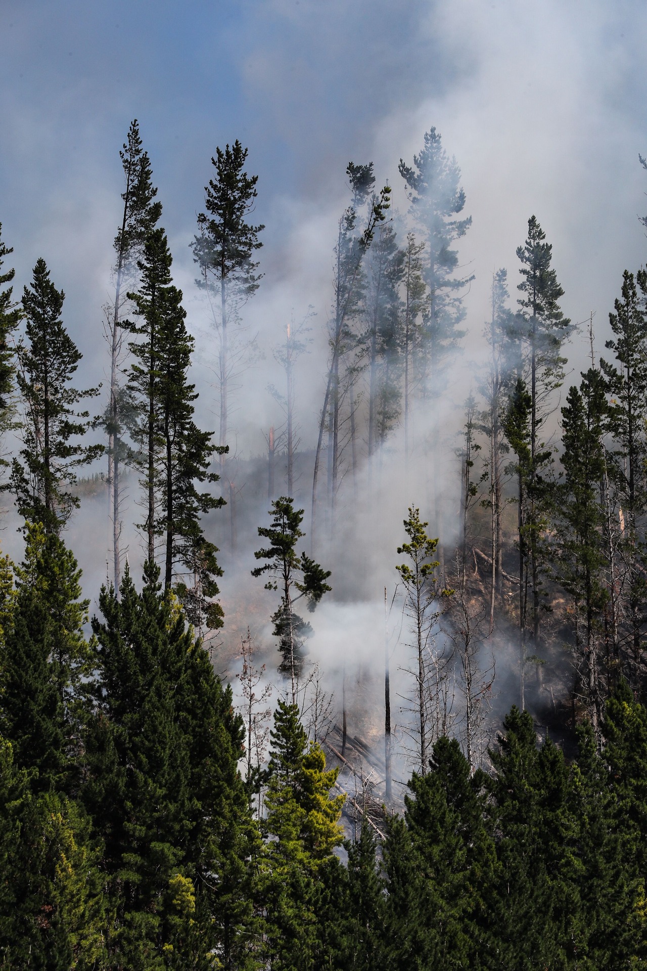 Fire races through trees on Tuesday. Photo / Warren Buckland