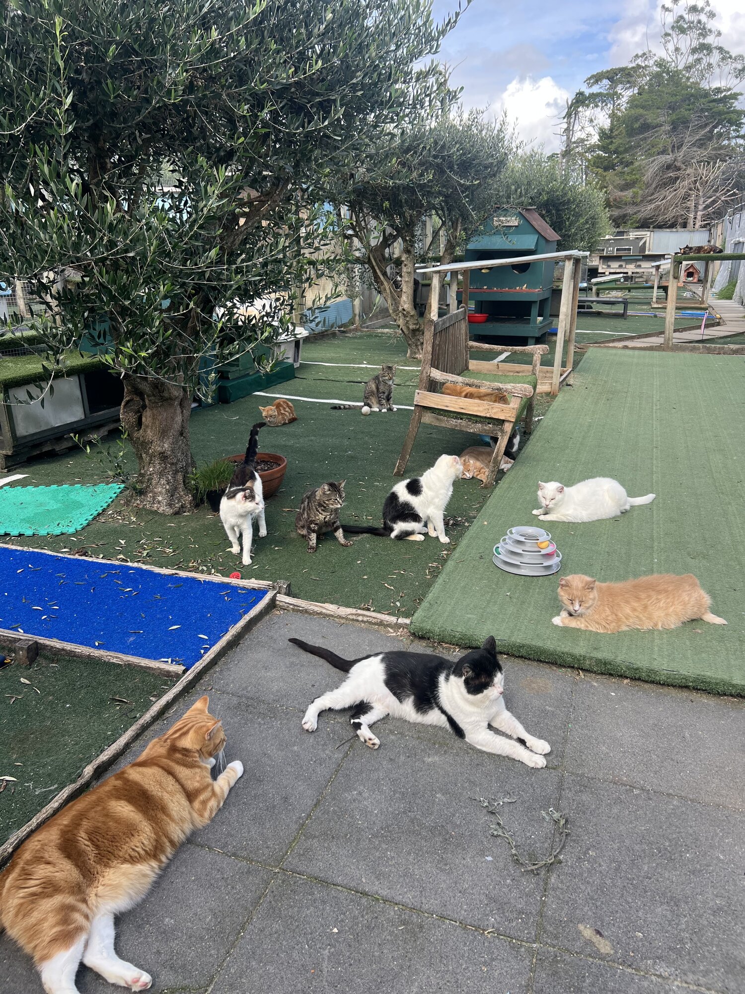 The New Zealand Cat Foundation sanctuary for stray and rescued cats at Huapai, run by Anne Batley-Burton.