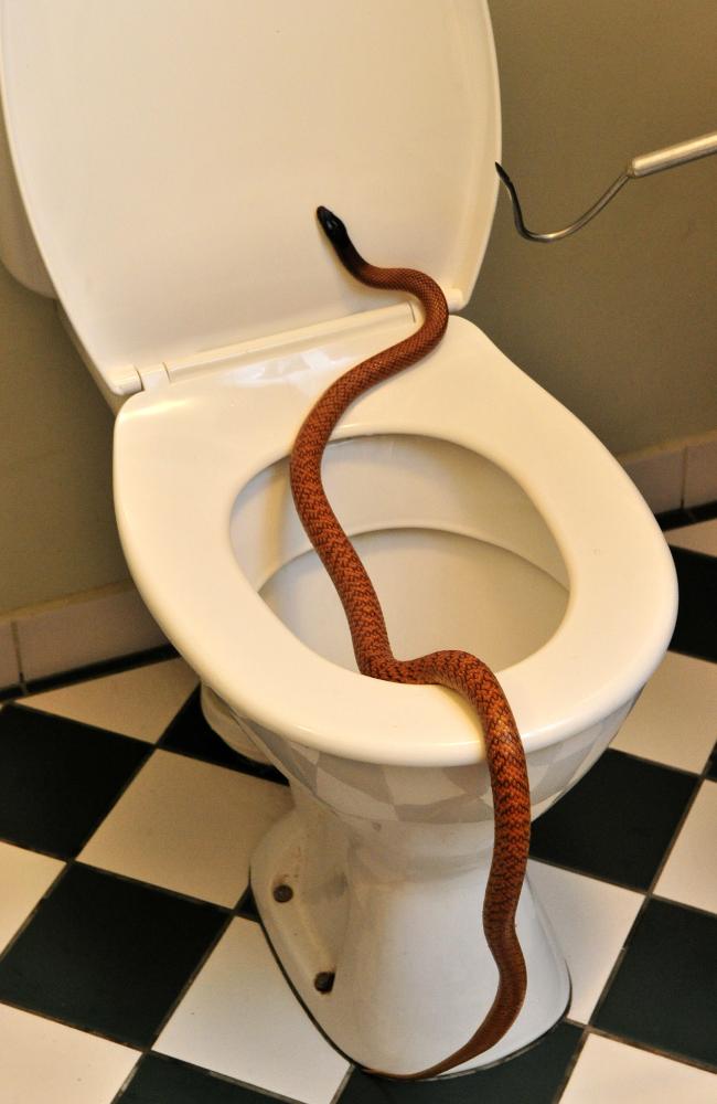 Pregnant Woman Loses Her Mind After Finding A Snake In The Toilet “I Just  Peed”