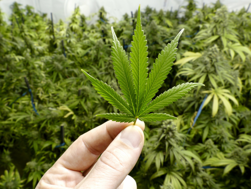 Kitty litter blend and a police escort marks the wind up of marijuana company Medical Kiwi. Photo / 123RF