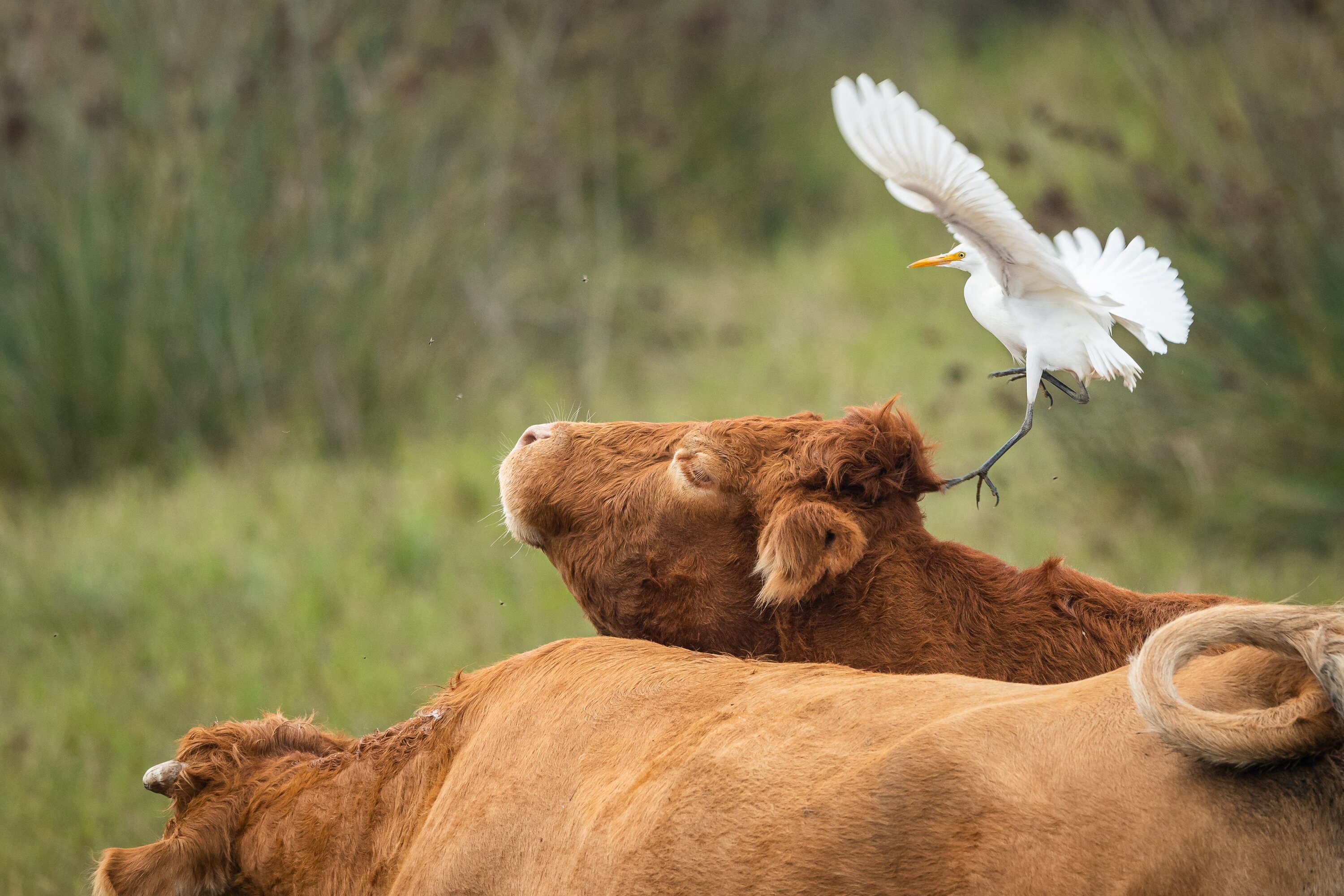 Scientists have been growing increasingly concerned by the spread and evolution of H5N1 avian flu, which has killed tens of millions of poultry birds in four years and been detected in two dozen countries. Photo / 123rf
