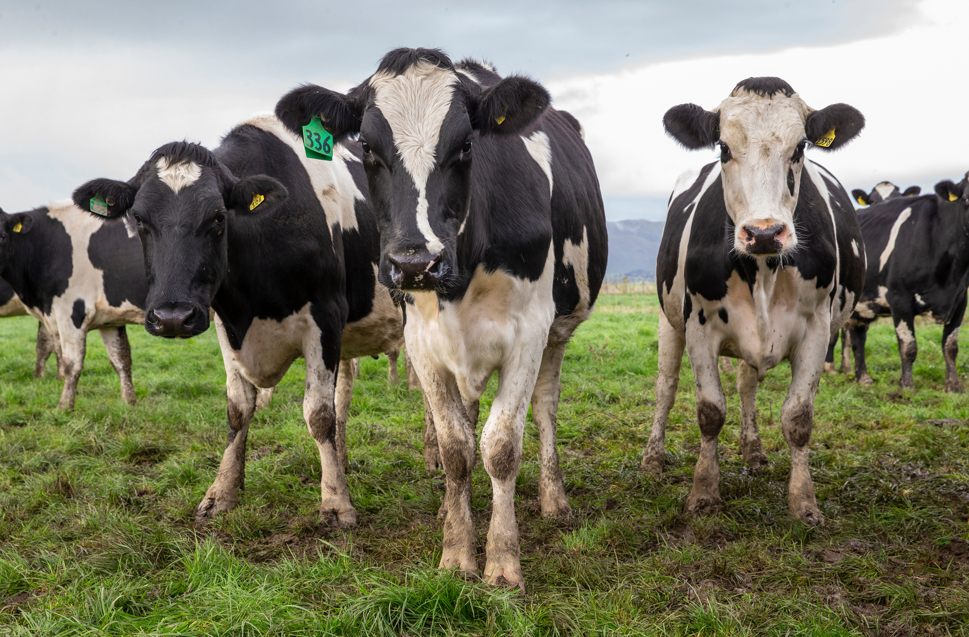 New Zealand is the first country in the world to try to put a price on agricultural emissions. Photo / Mark Mitchell