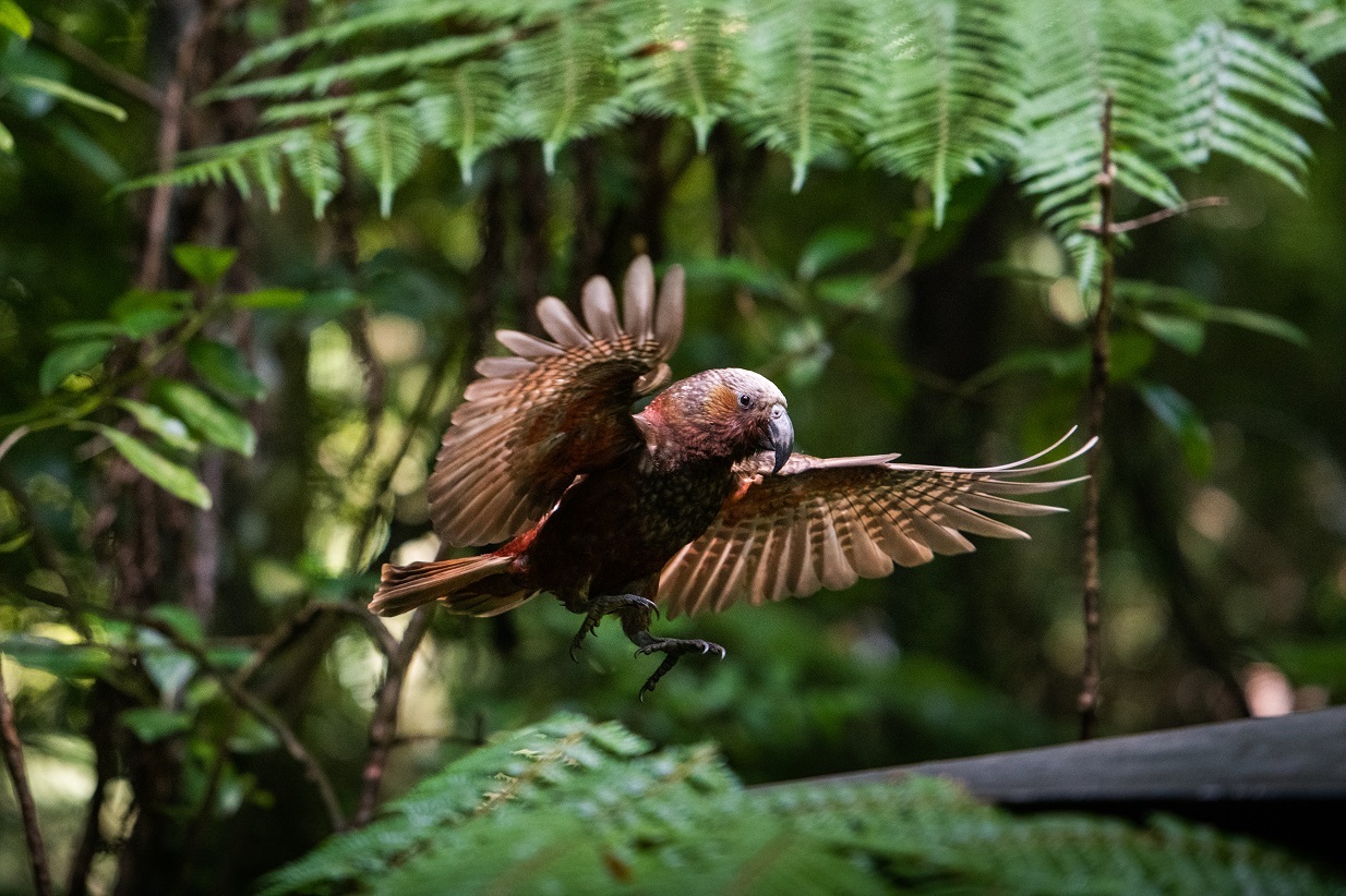 The pest proof fence ensures a safe haven for native species like the kaka. Photo / Hamilton and Waikato Tourism