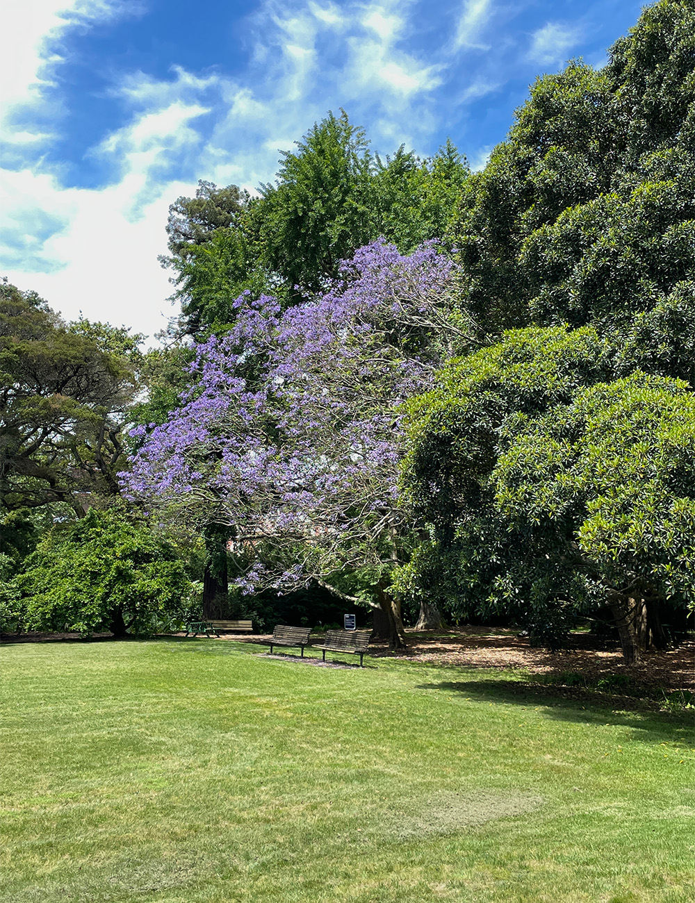 Jacaranda at the University of Auckland. Photo / Emma Gleason