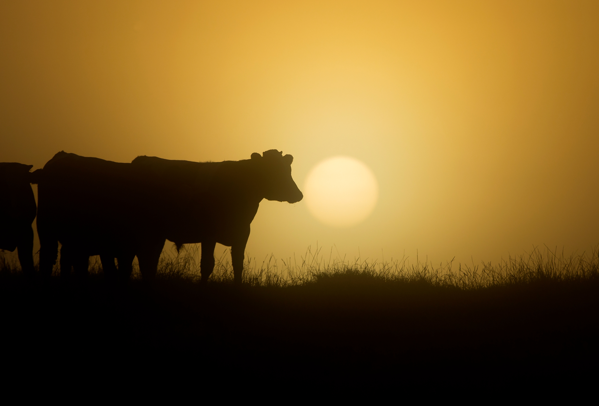 The latest Global Dairy Trade result will be bad news for farmers. Photo / Brett Phibbs