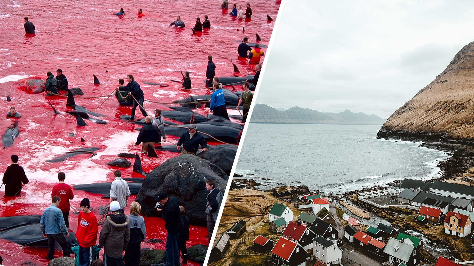 Faroe Islands cap dolphin cull numbers, tourism board defends ritual - NZ  Herald