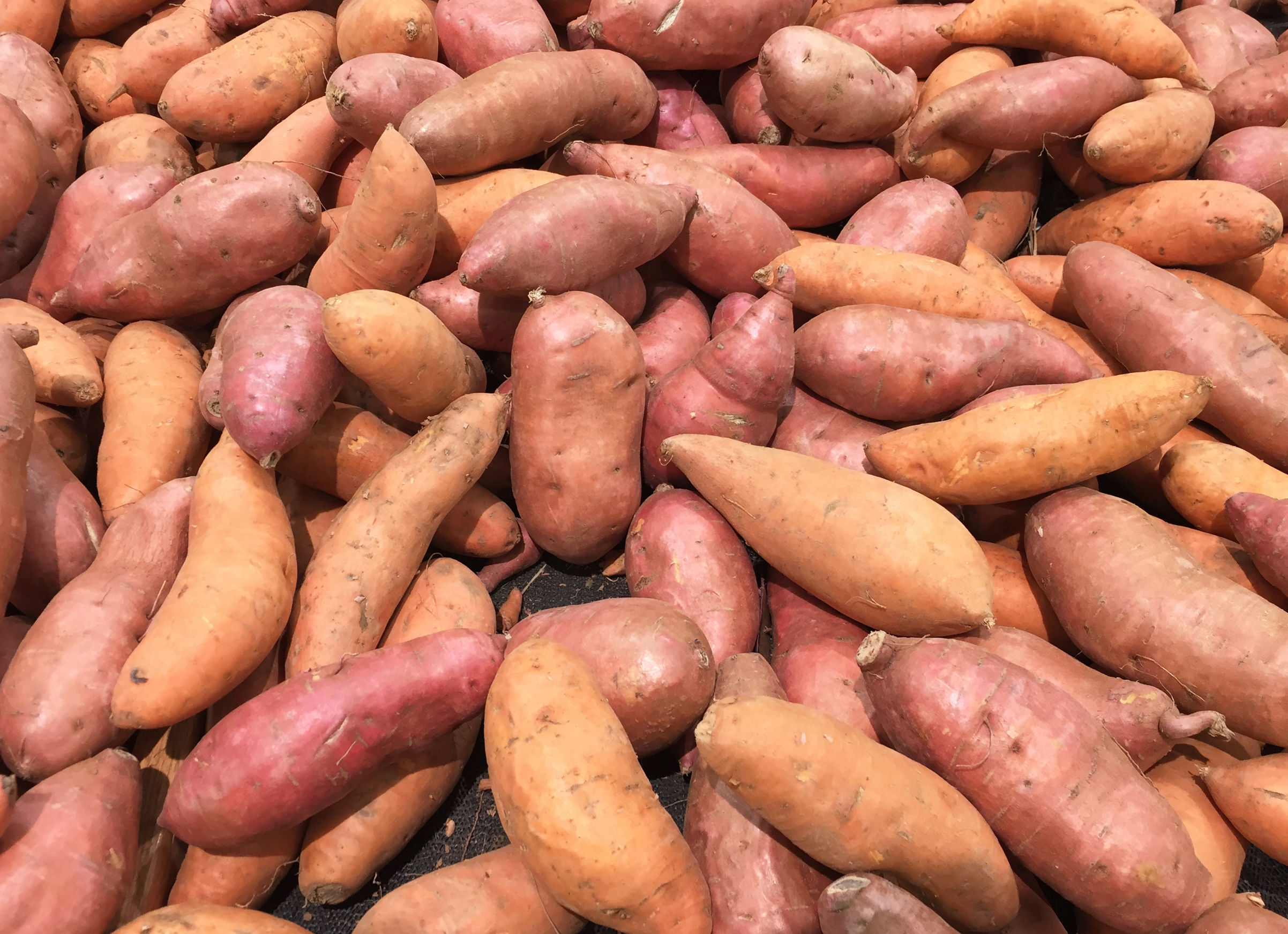 Kumara promotes healthy digestion and stable blood sugar levels. Photo / 123RF