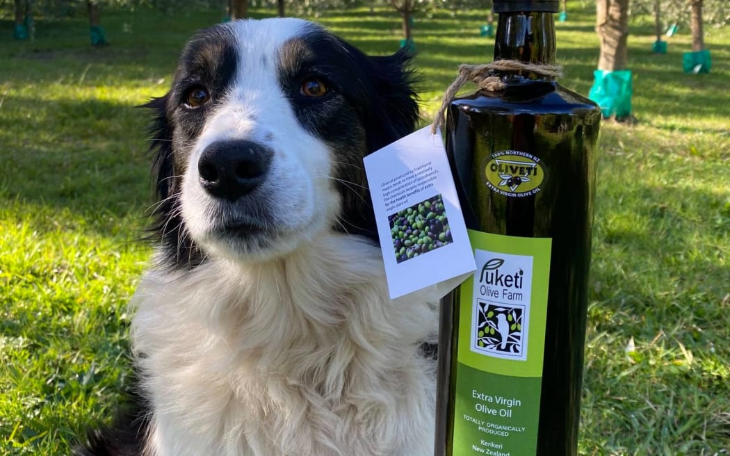 Puketī Olive Farm's mascot and representative, Sky the border collie.