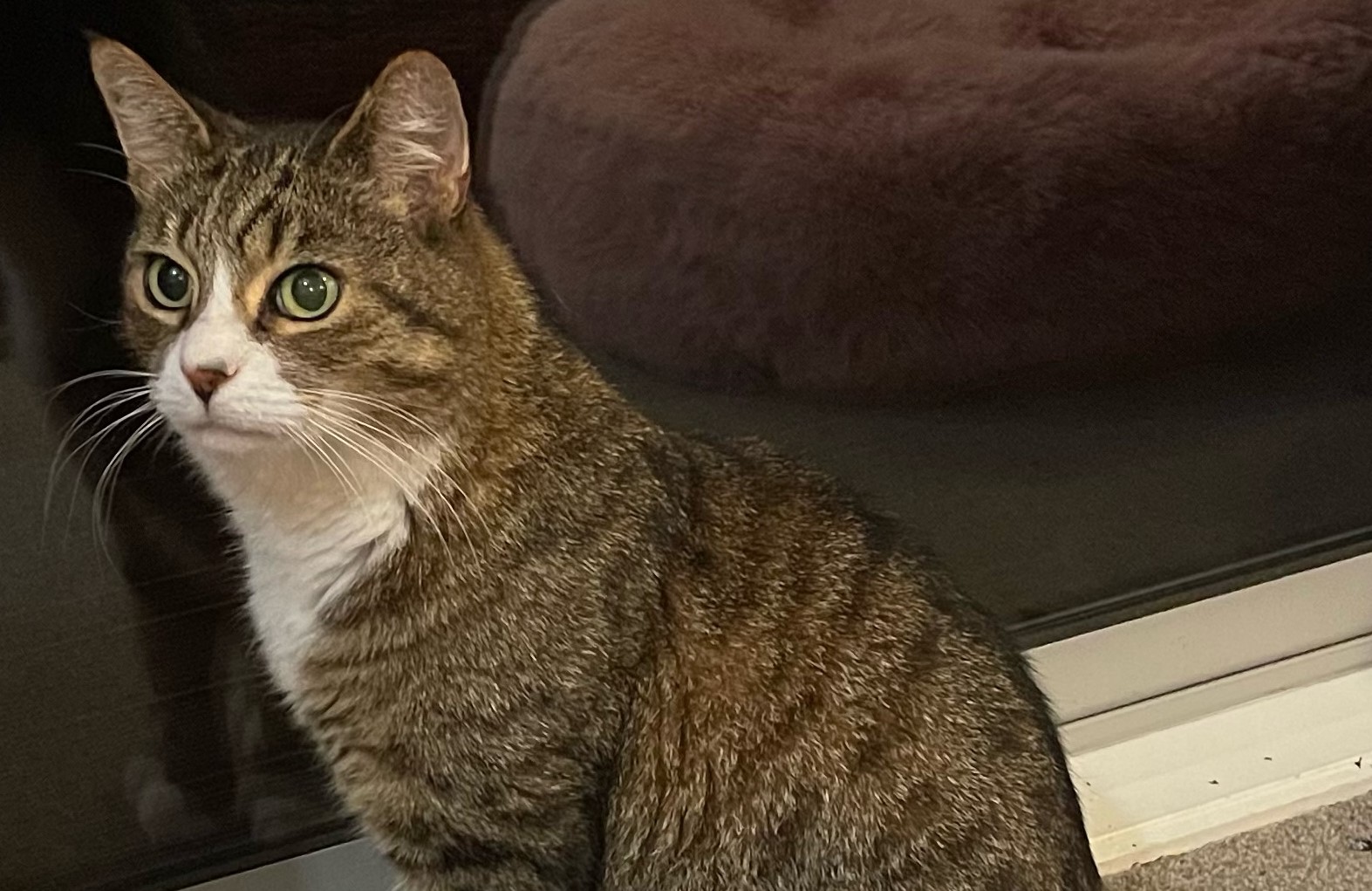 Mark the half-tail cat is one of the special cattels of a Beerescourt home. Photo / Supplied