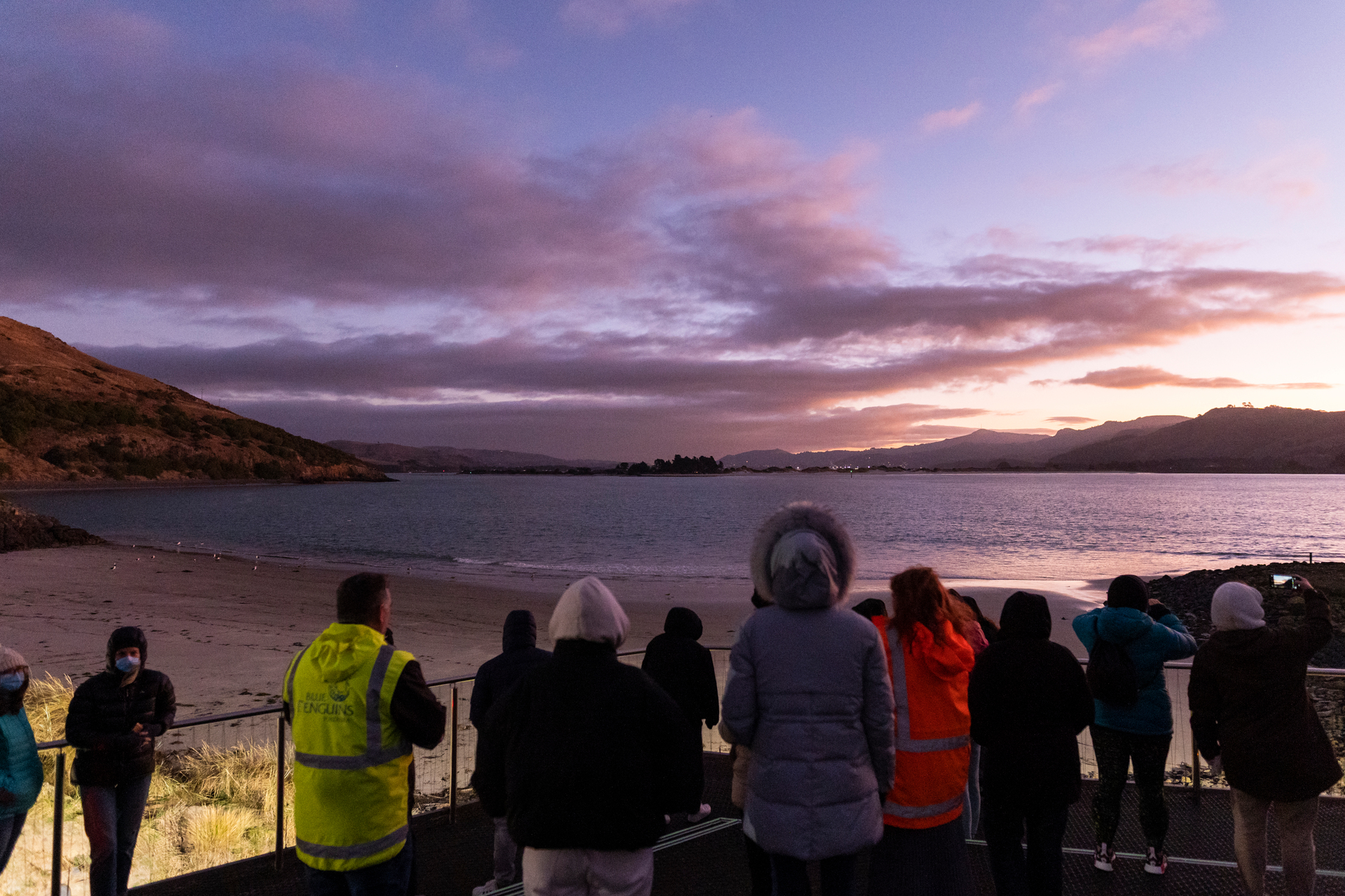 Nightfall at Takiharuru is the perfect time to spot the local penguins. Photo / Jodie Gibson