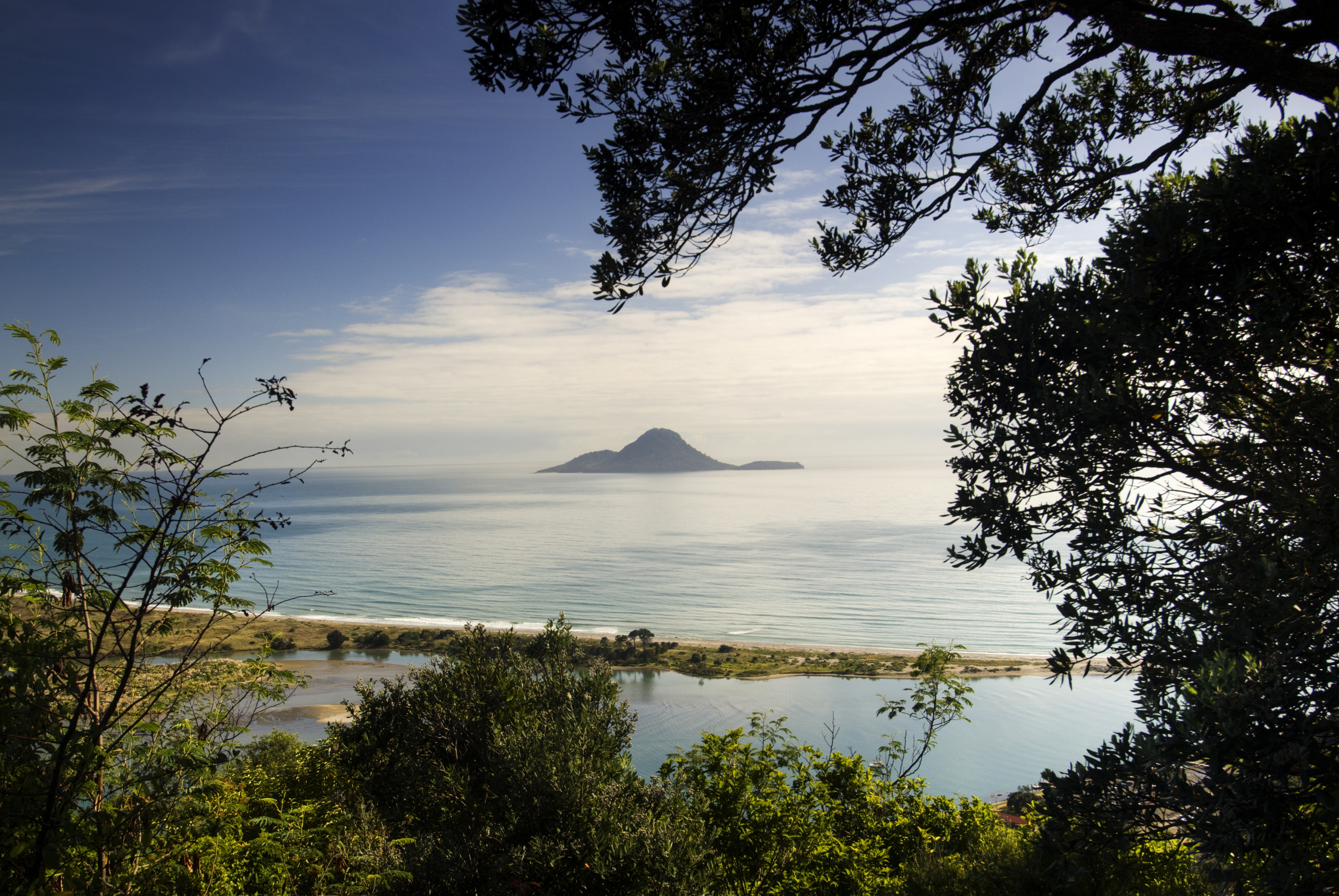New Zealand native bush landscape