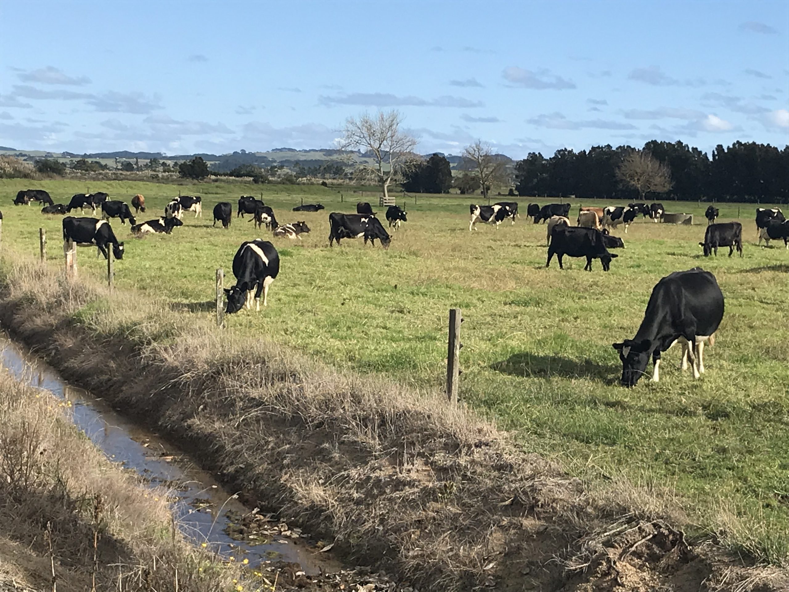 Ruawai’s farming community relies on the local drainage scheme to drain floodwaters and keep the sea out.  Photo / Susan Botting