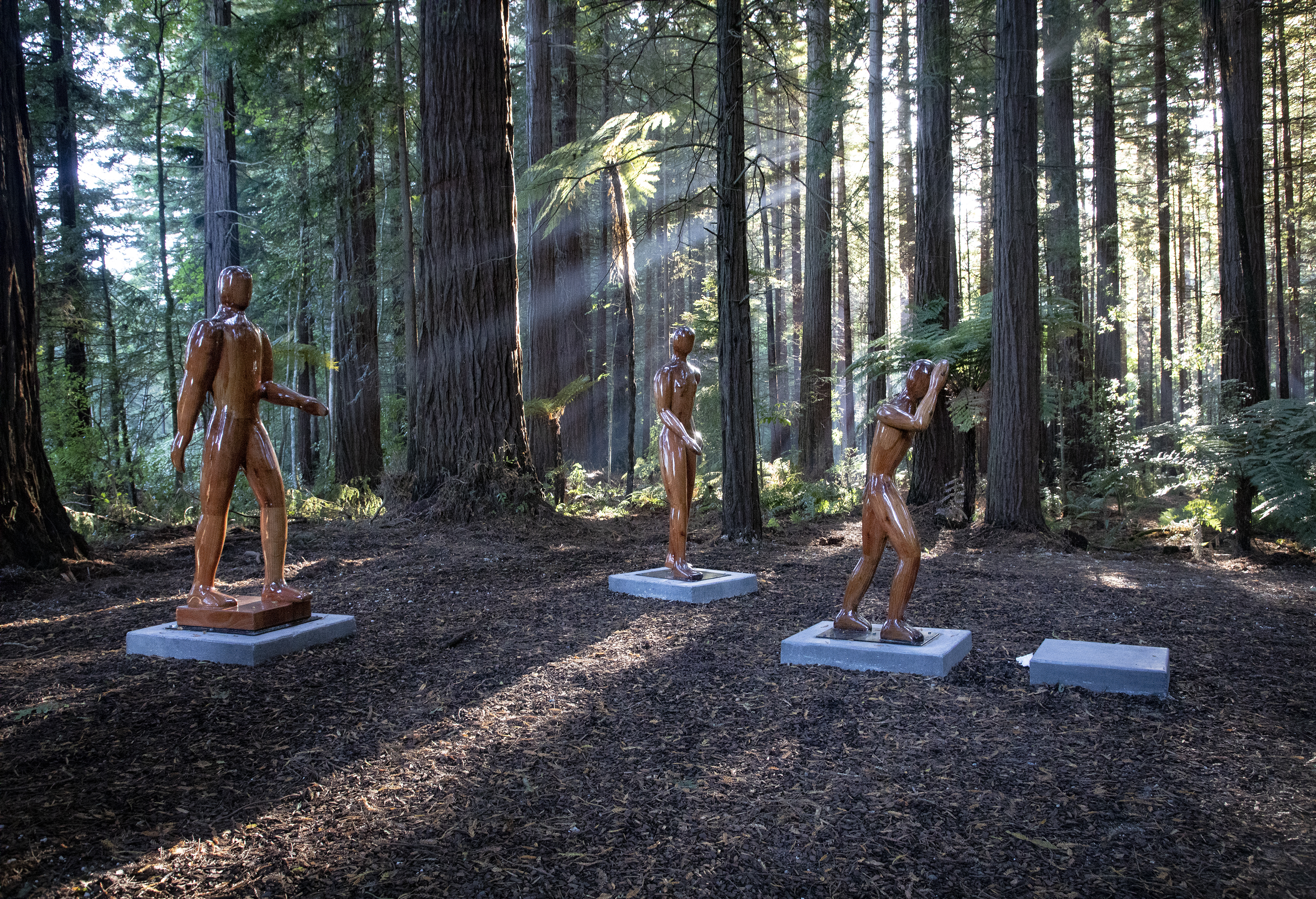 The iconic Martin Tissink sculpture Walk In The Redwoods has returned to public display. Photo / Andrew Warner