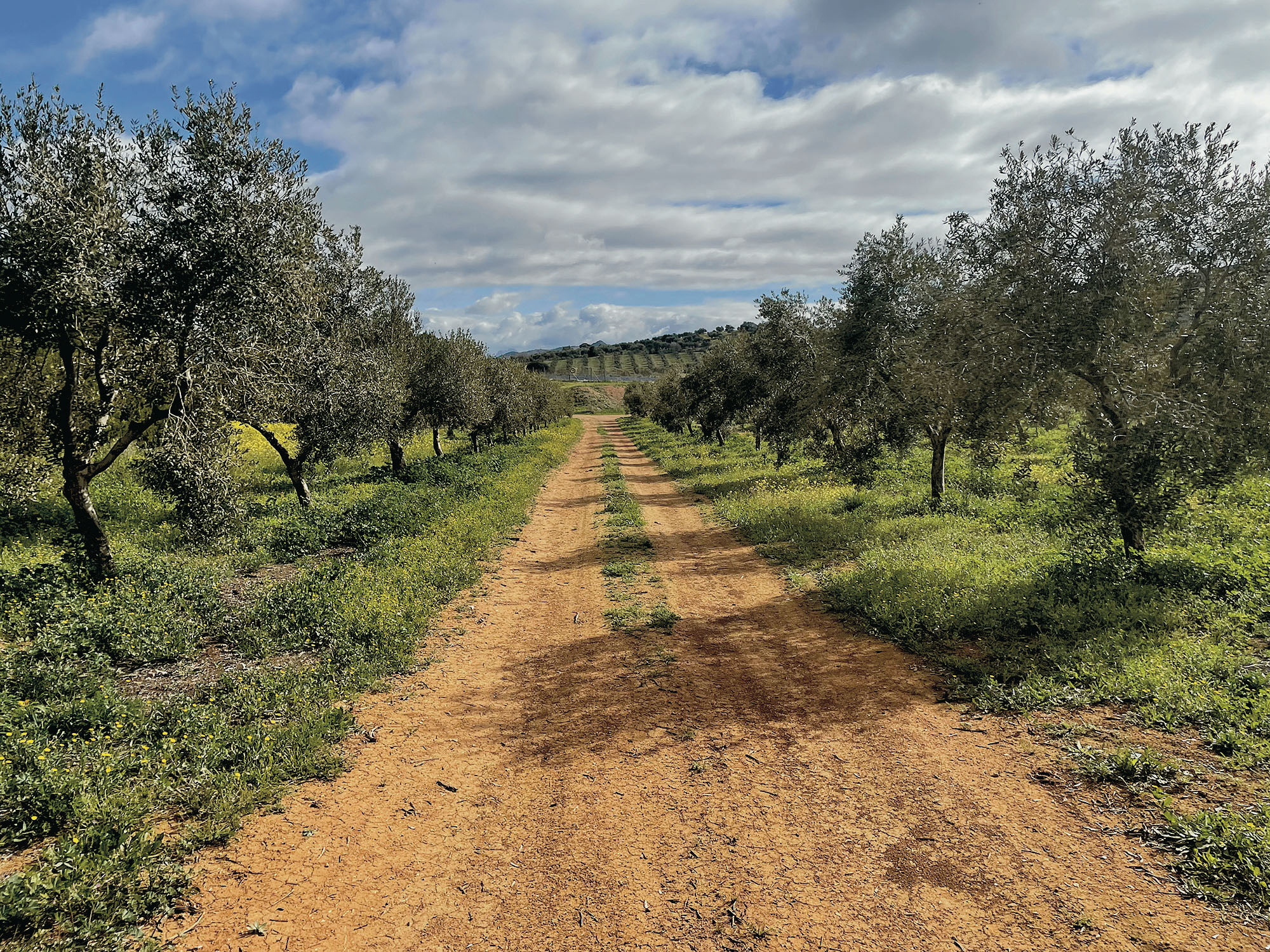 The road into Finca La Torre in Spain. Photo / Michael Lamb