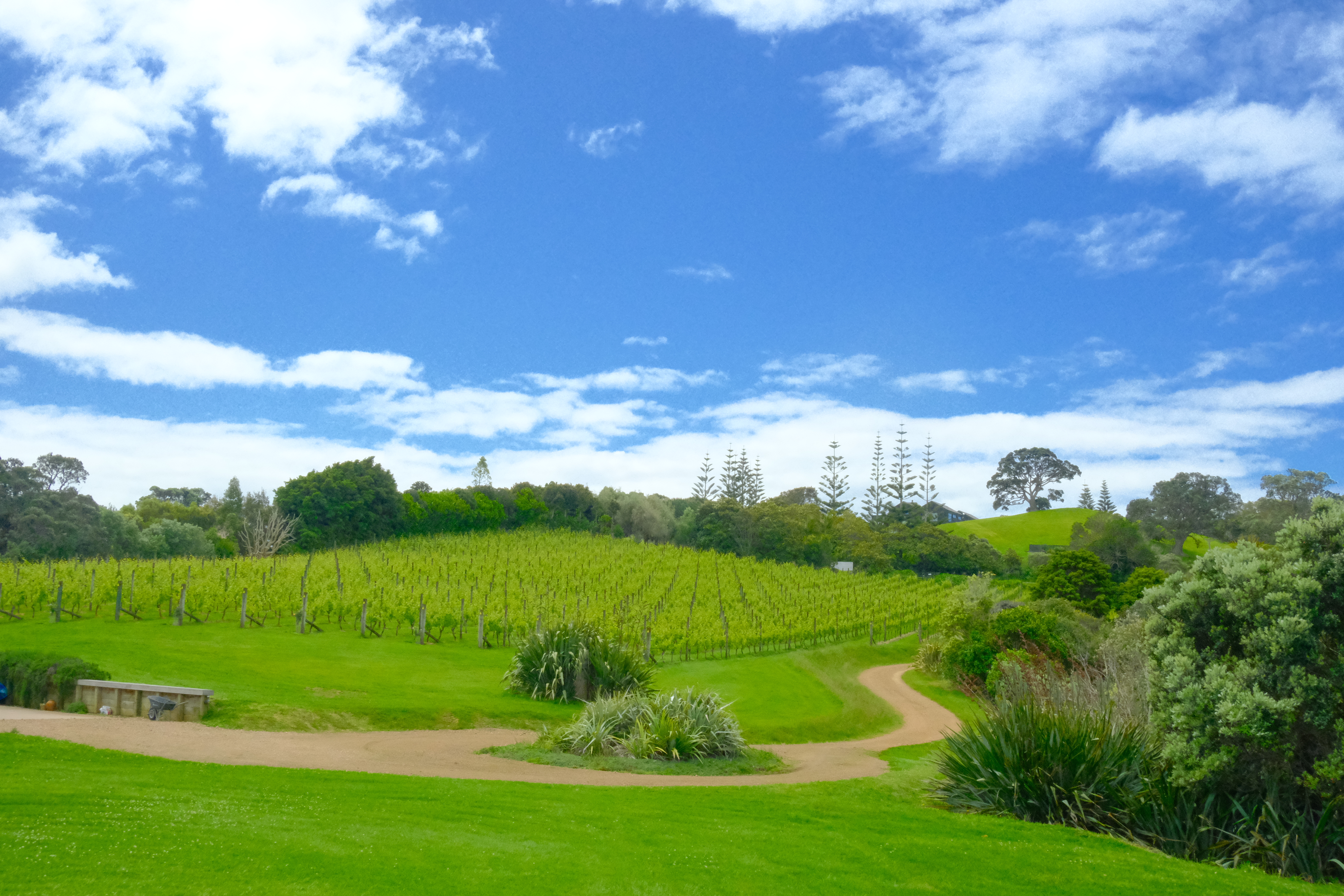 One of many scenic stretches along Te Ara Hura, where walkers can explore 15 to 25 km of Waiheke’s landscapes each day. Photo / Tsewang Nuru Sherpa