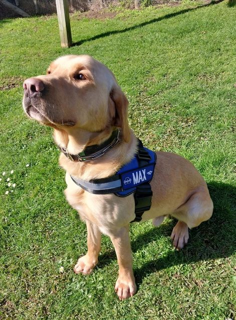 Whangārei District Council’s trustee education dog Max is taken to local schools to teach kids how to be safe around animals. The programme is partly funded through dog registration fees. Photo / Facebook
