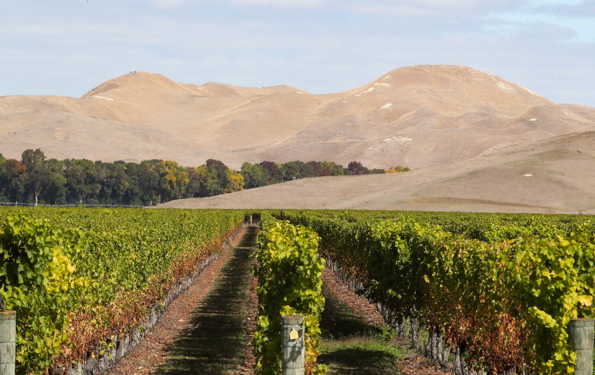 Dry hills and vines on Ngatarawa Rd during the 2020 drought. Photo / Warren Buckland