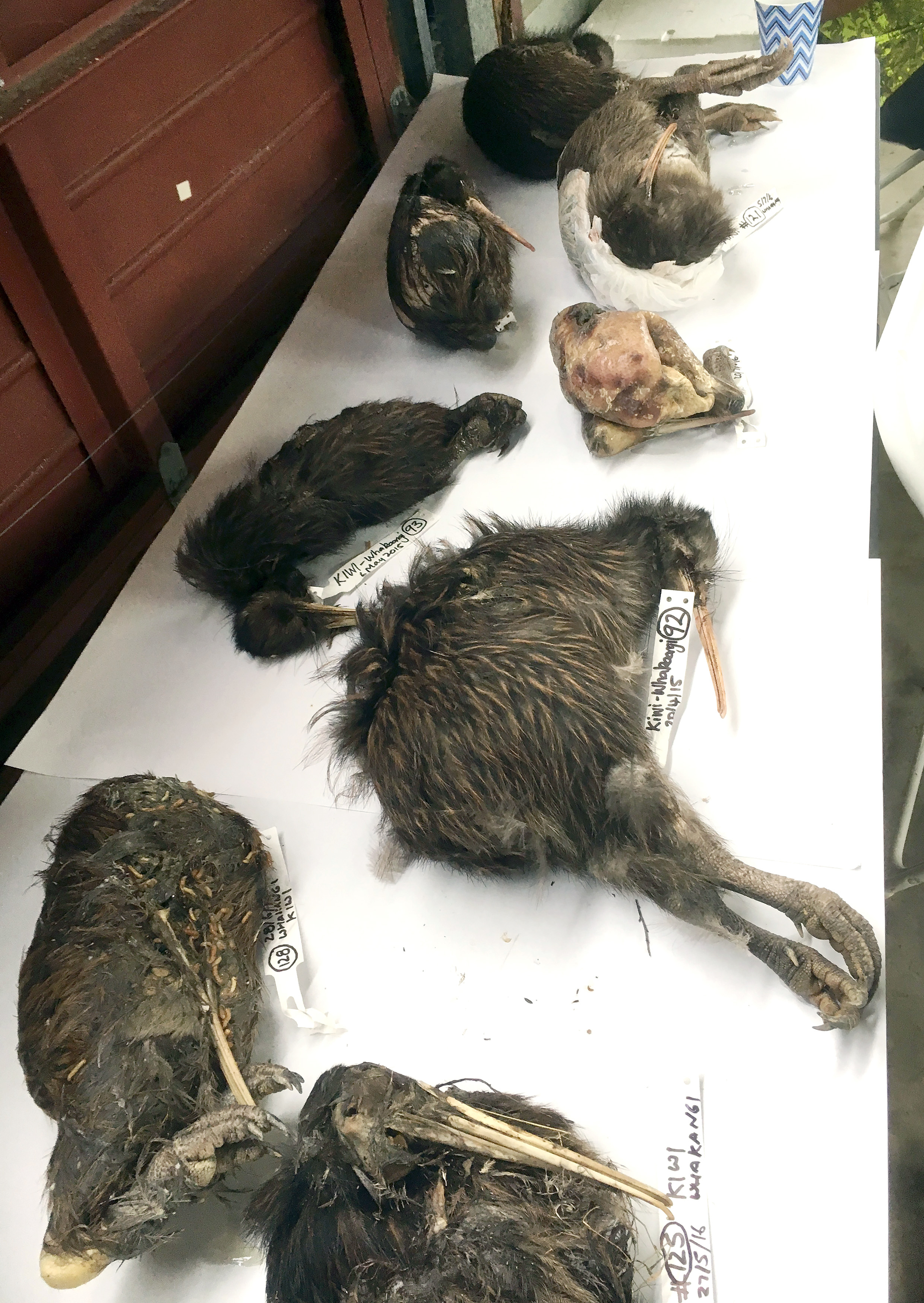 Eight dead kiwi, all killed by dogs, were found on the Hihi Peninsula in 2016. 