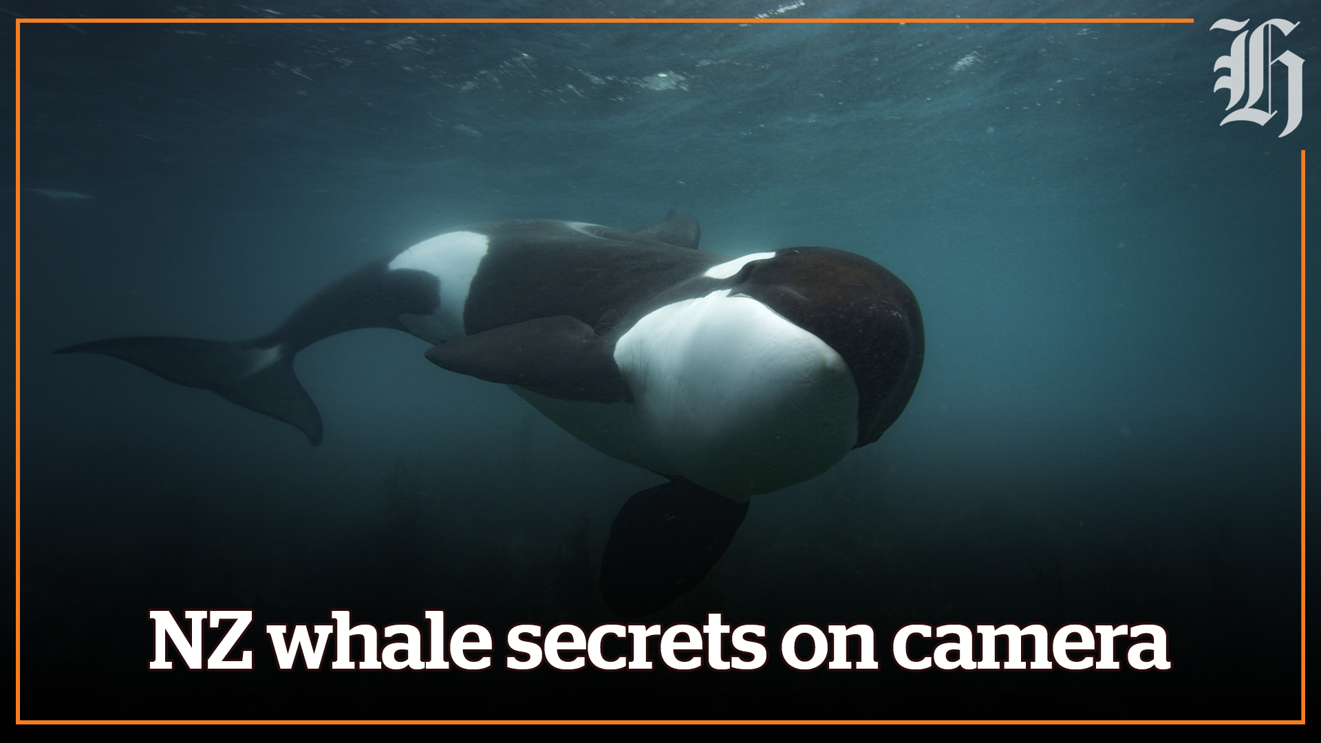 New Zealand whale secret caught on camera