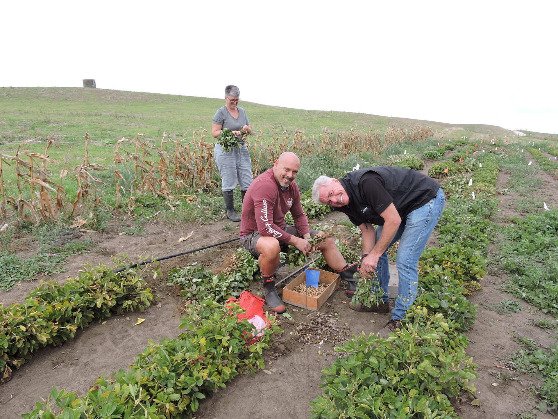 Northland Inc's Jeanette Johnstone and Greg Hall, checking the peanut harvest with Plant and Food Research business manager of science Declan Graham. Photo / Bob Fullerton