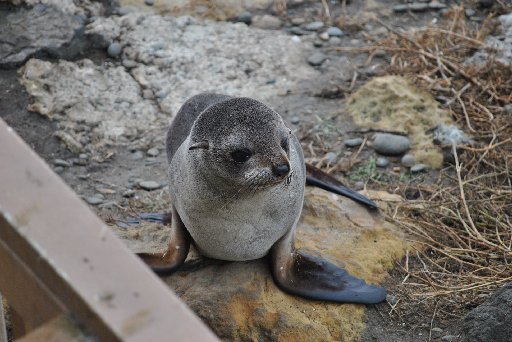 The Oamaru blue penguin colony now populated with fur seals