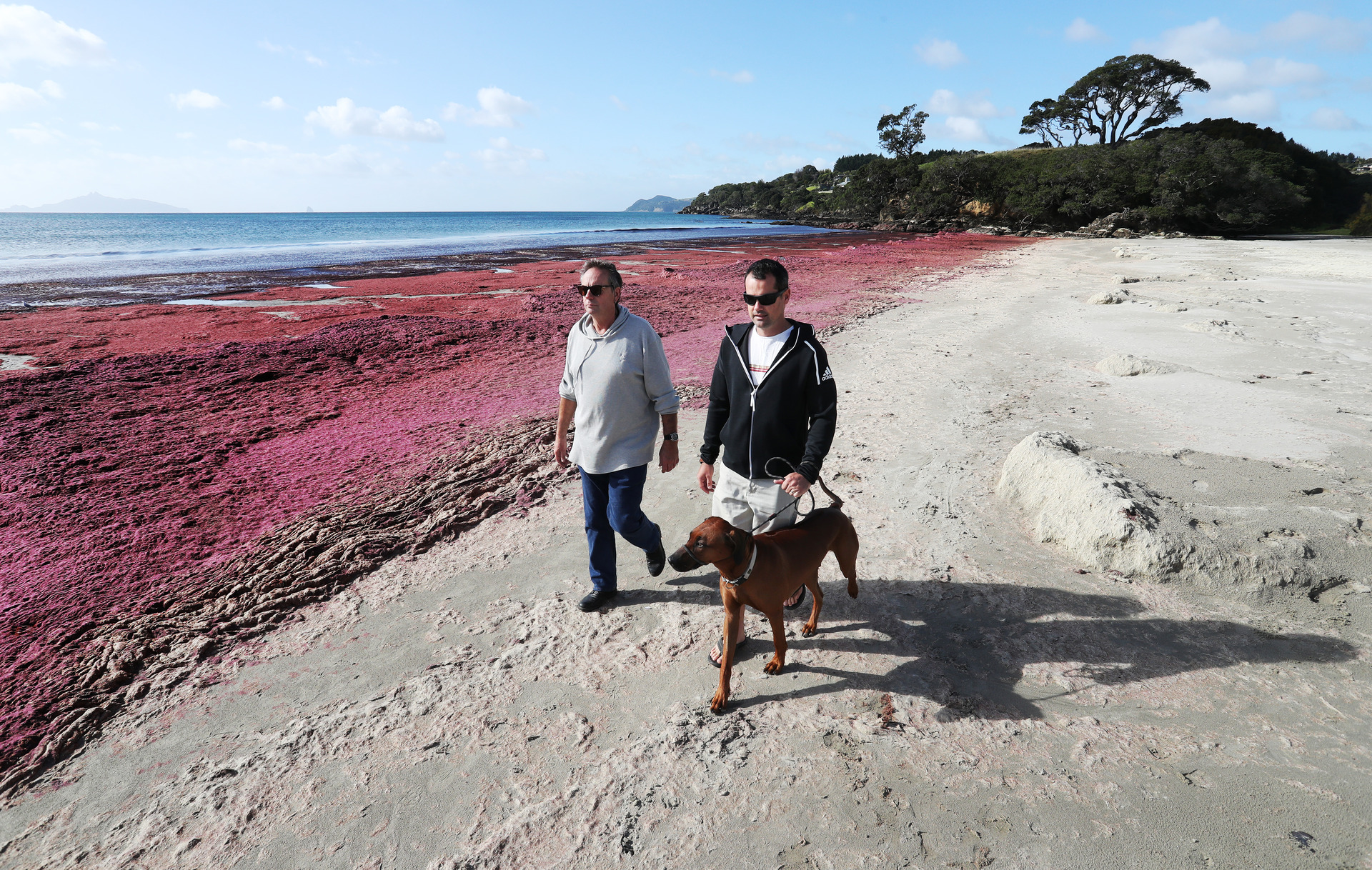 Red algal bloom at Waipū Cove reappears, origin baffles locals - NZ Herald