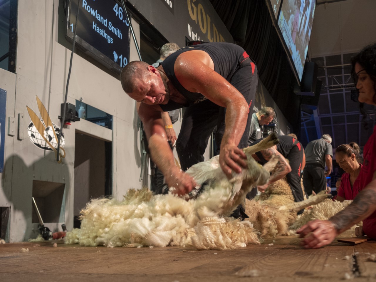 Hawke's Bay shearer Rowland Smith wins the Golden Shears open title for the eighth time. Photo / Pete Nikolaison / Golden Shears Media Group