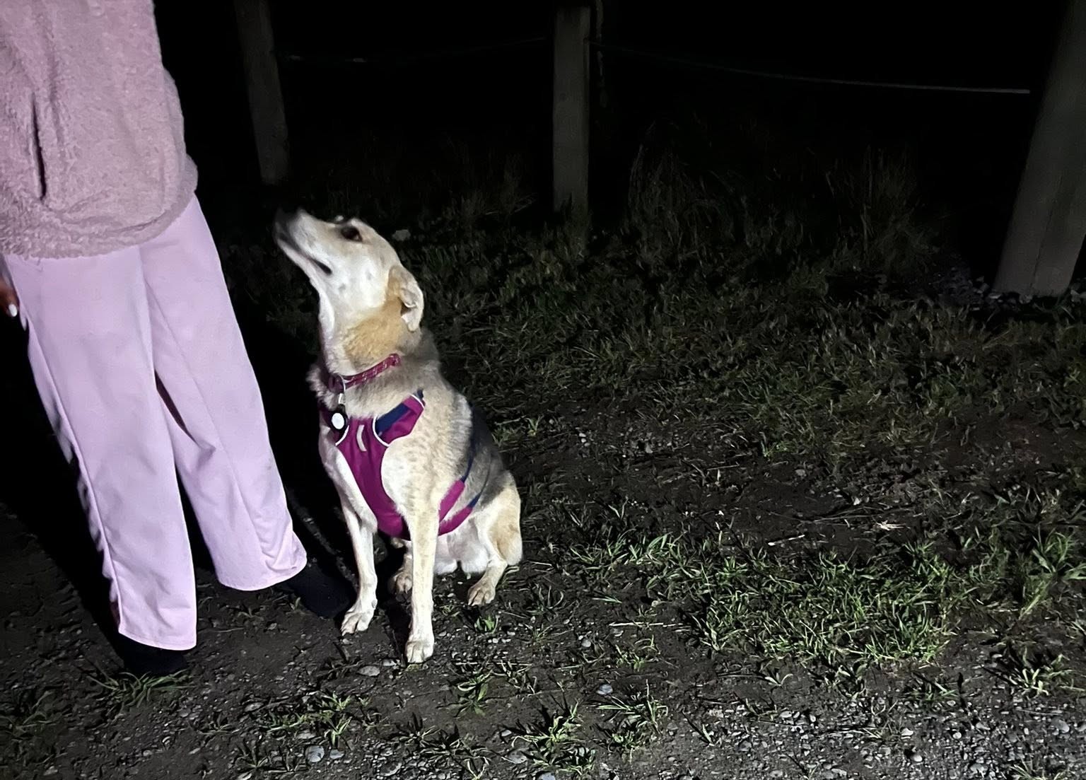 Canterbury dog rescue: Coastguard saves pet swept into Waimakariri River -  NZ Herald