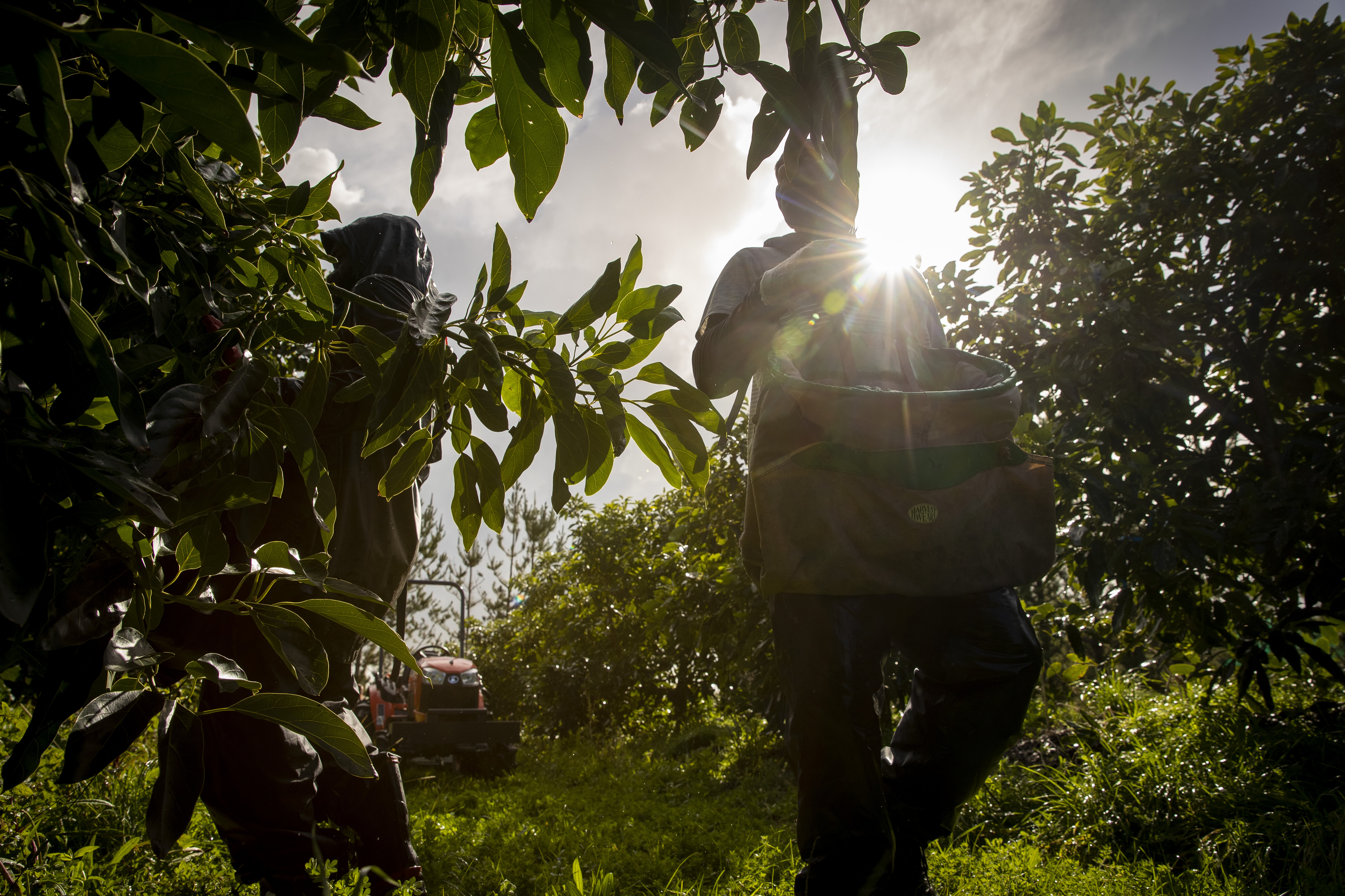 Picking began in July, but avocados can be held on the tree far longer than other fruits. Photo / Michael Craig


