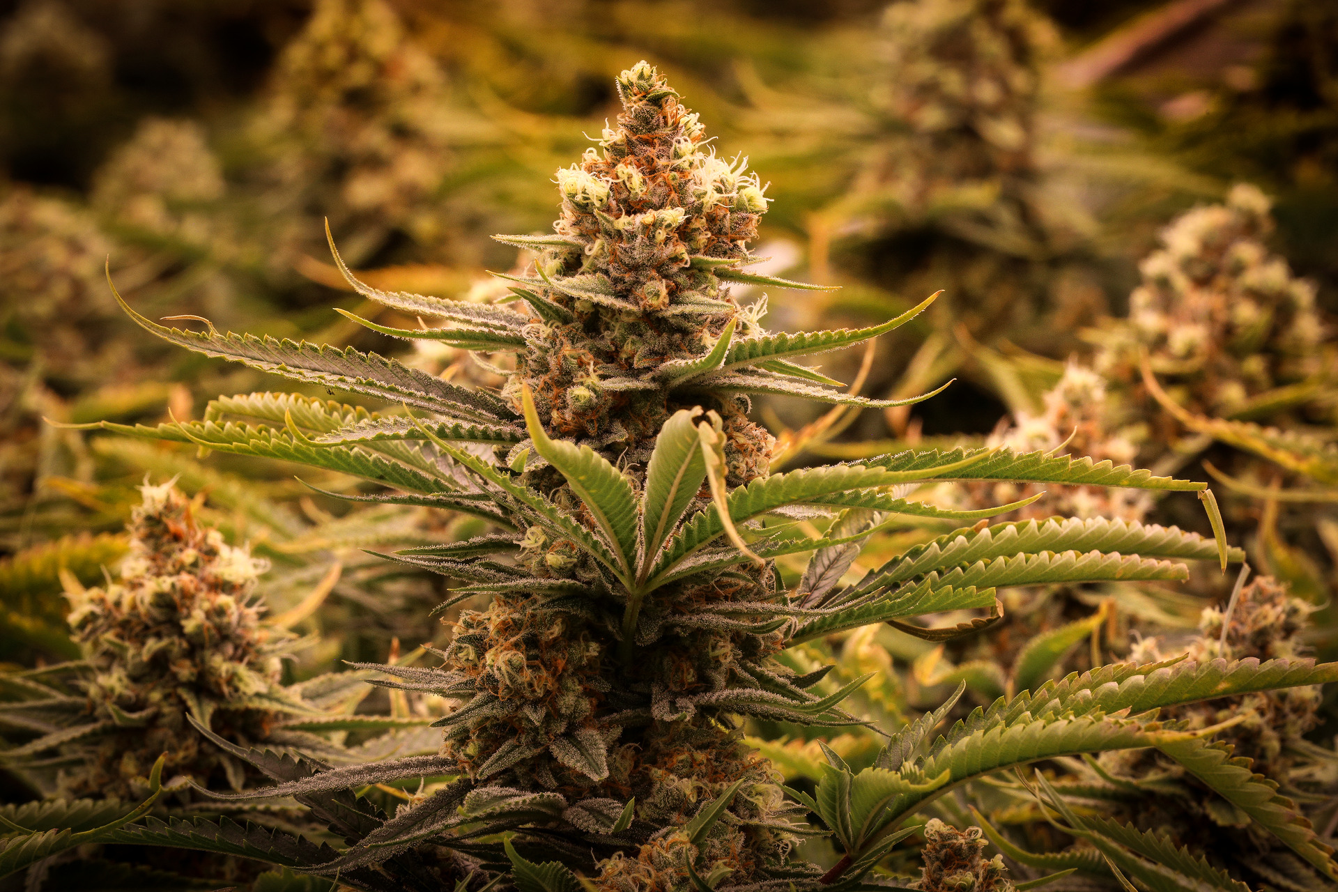 The illicit sector currently accounts for the overwhelming majority of therapeutic cannabis use. Photo / Andrew Warner