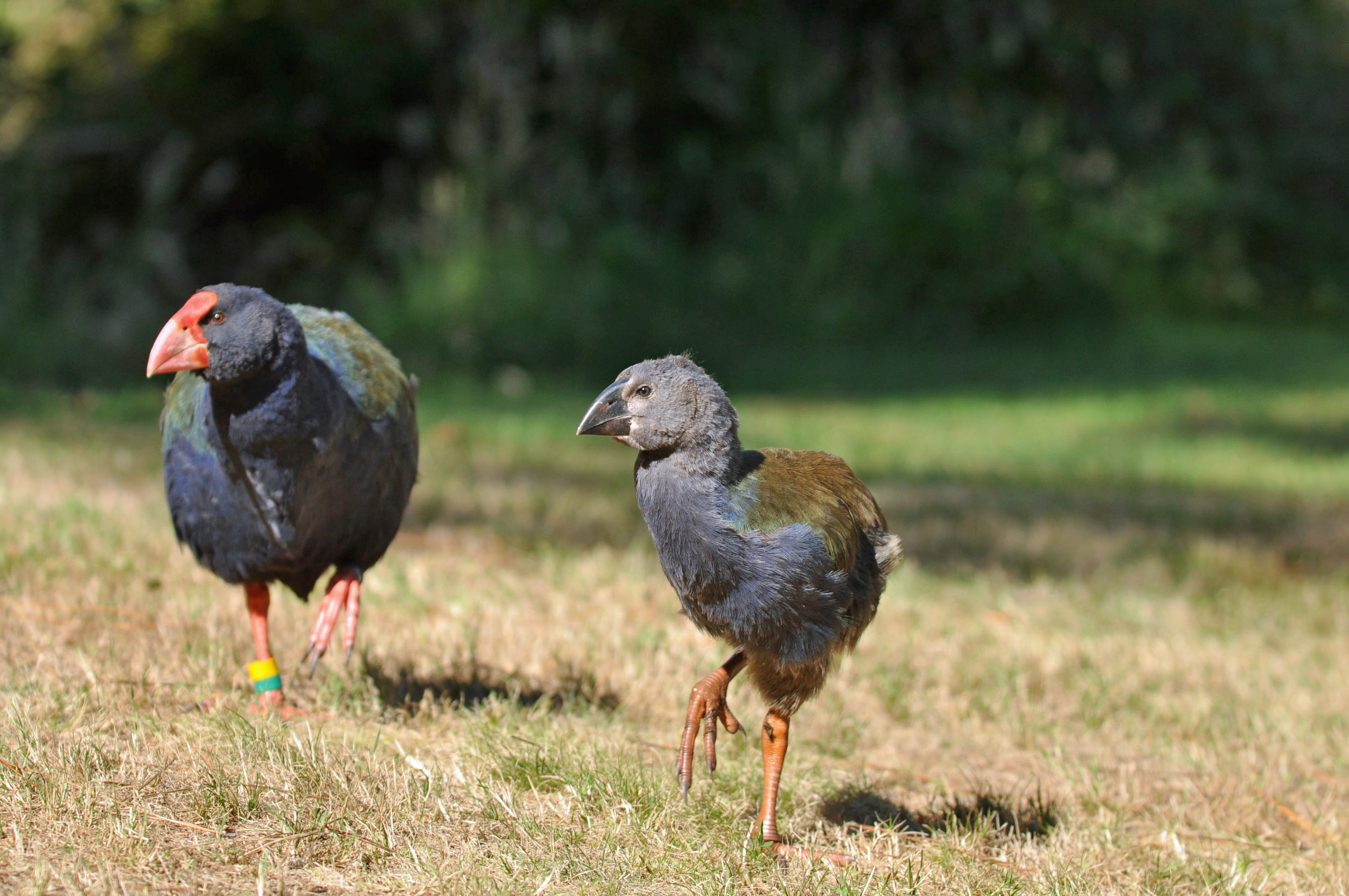A takahē chick born at the Wairākei Golf Course & Sanctuary near Taupō.