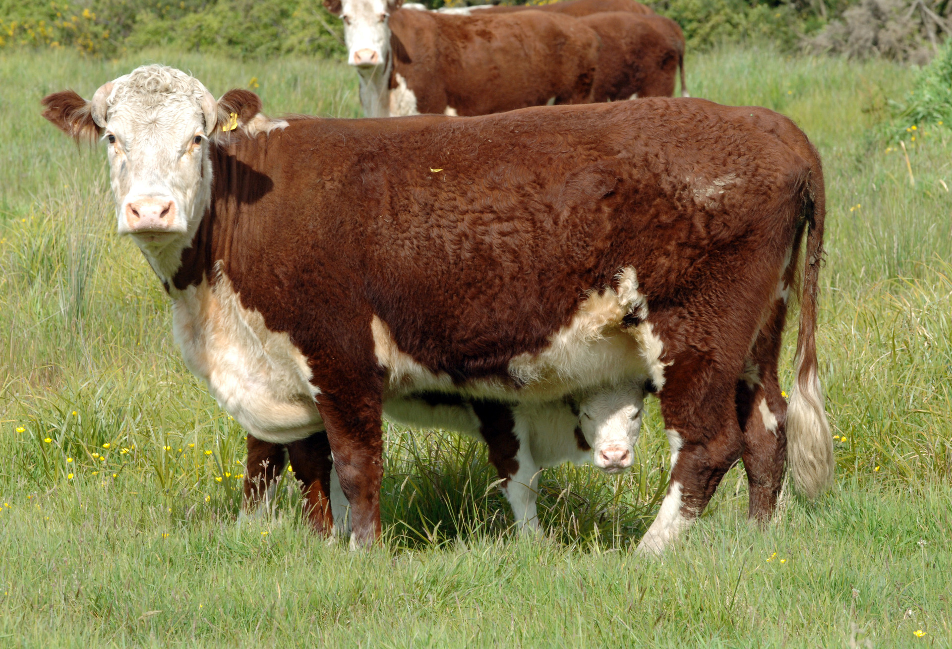 The value of beef exports dropped, despite an increase in volume. Photo / Ross Setford