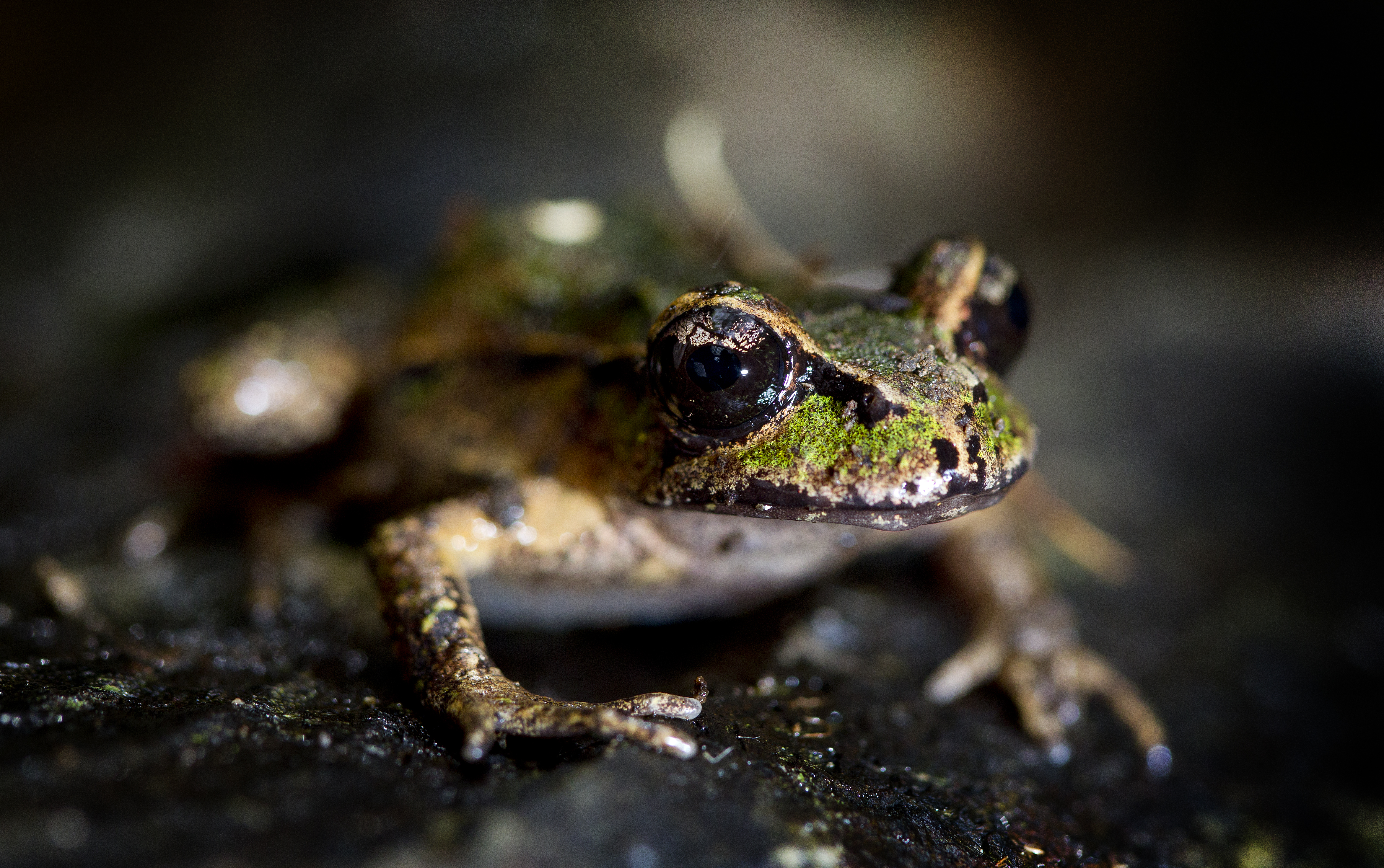 The Archey's frog, a critically endangered NZ species of frog, live only in a few areas of the North Island, including the Coromandel. Photo / NZME