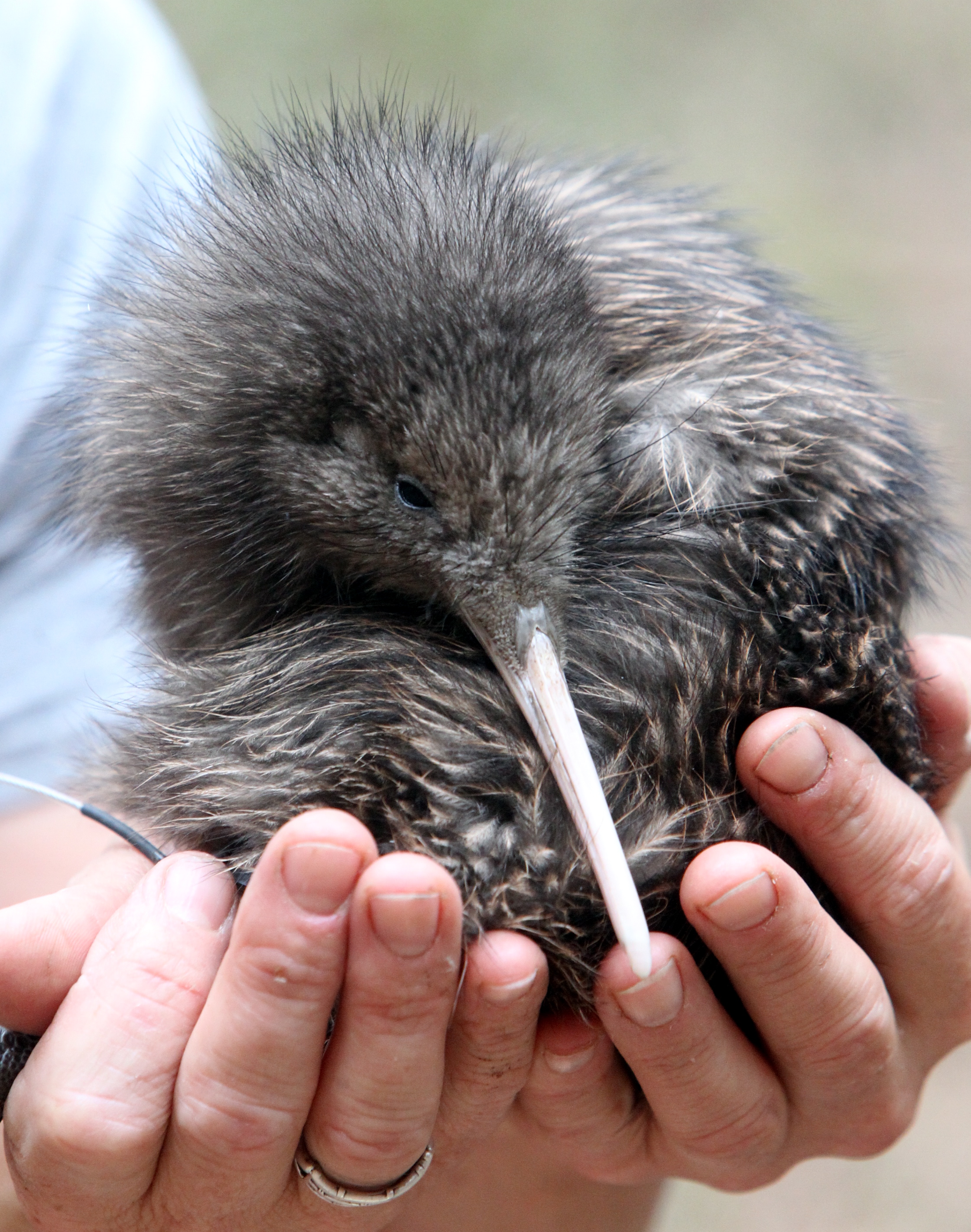 A brown kiwi named Oracle being released into Cape Sanctuary. Photo/File
