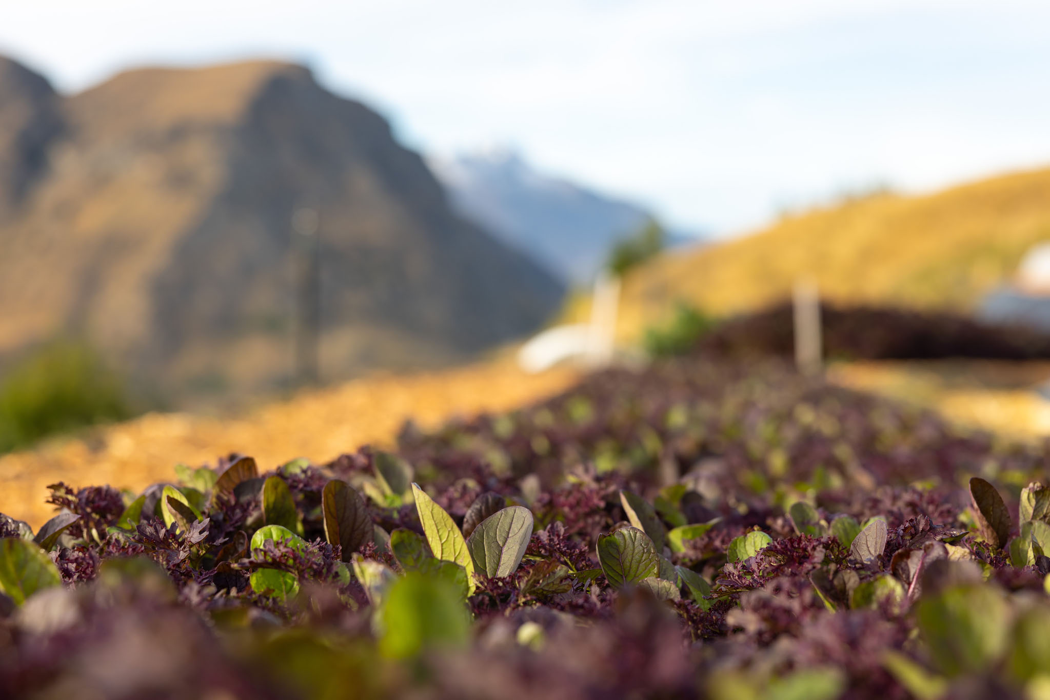 Vege crops defying the odds on a Queenstown mountainside. Photo / Jono Parker
