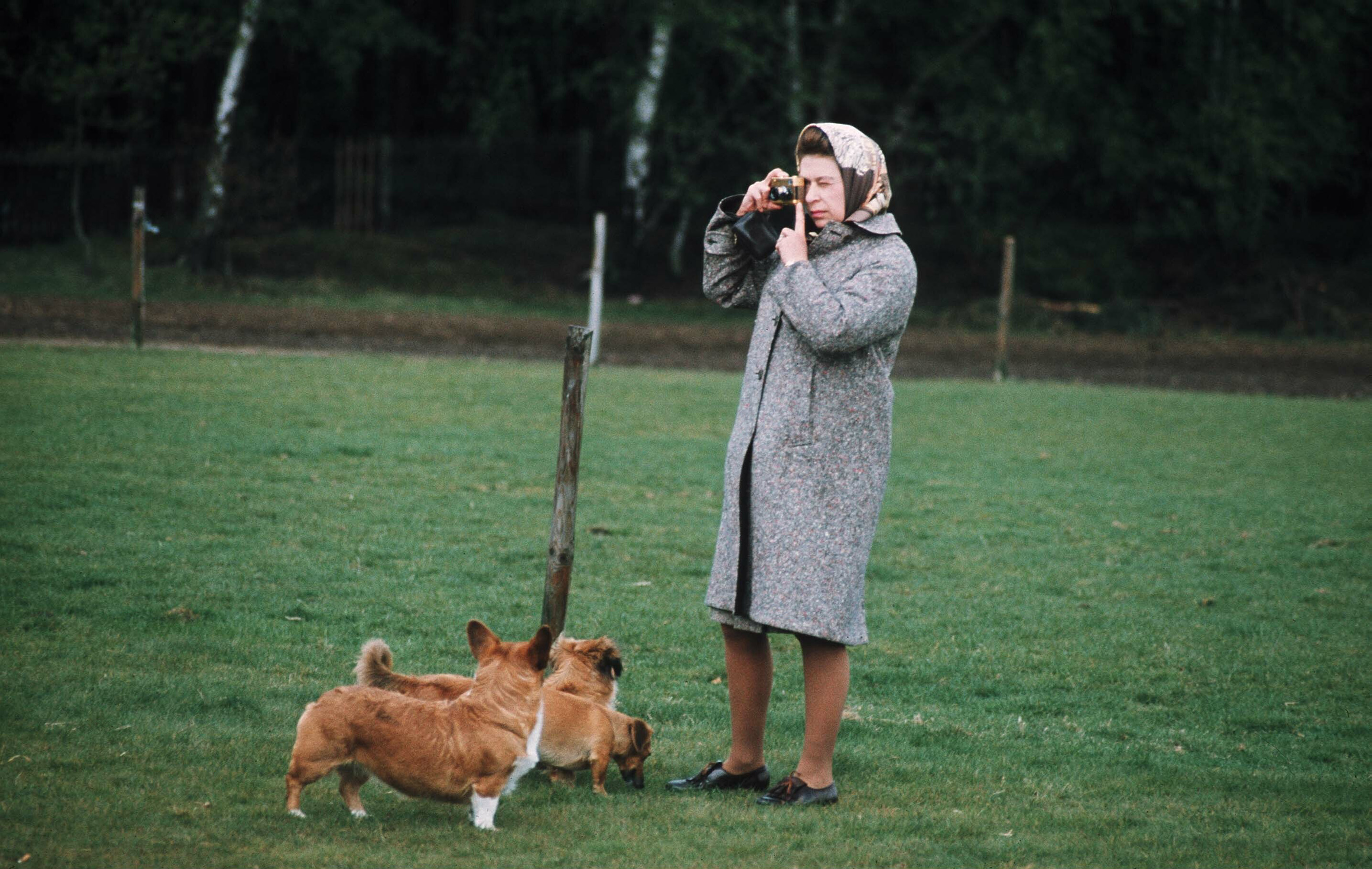 Queen Elizabeth in Windsor Park with her camera, corgis and dorgi. Photo / Getty Images